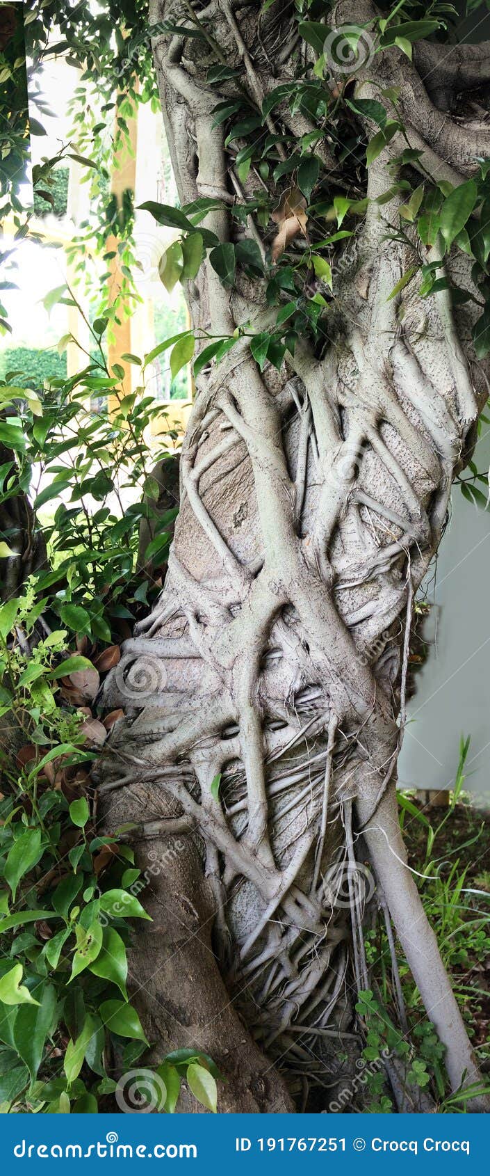 detail of  ficus bejamina barks with several trees fusion