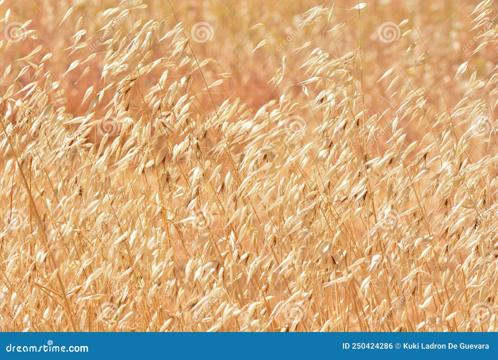 field of dry wild oats in summer