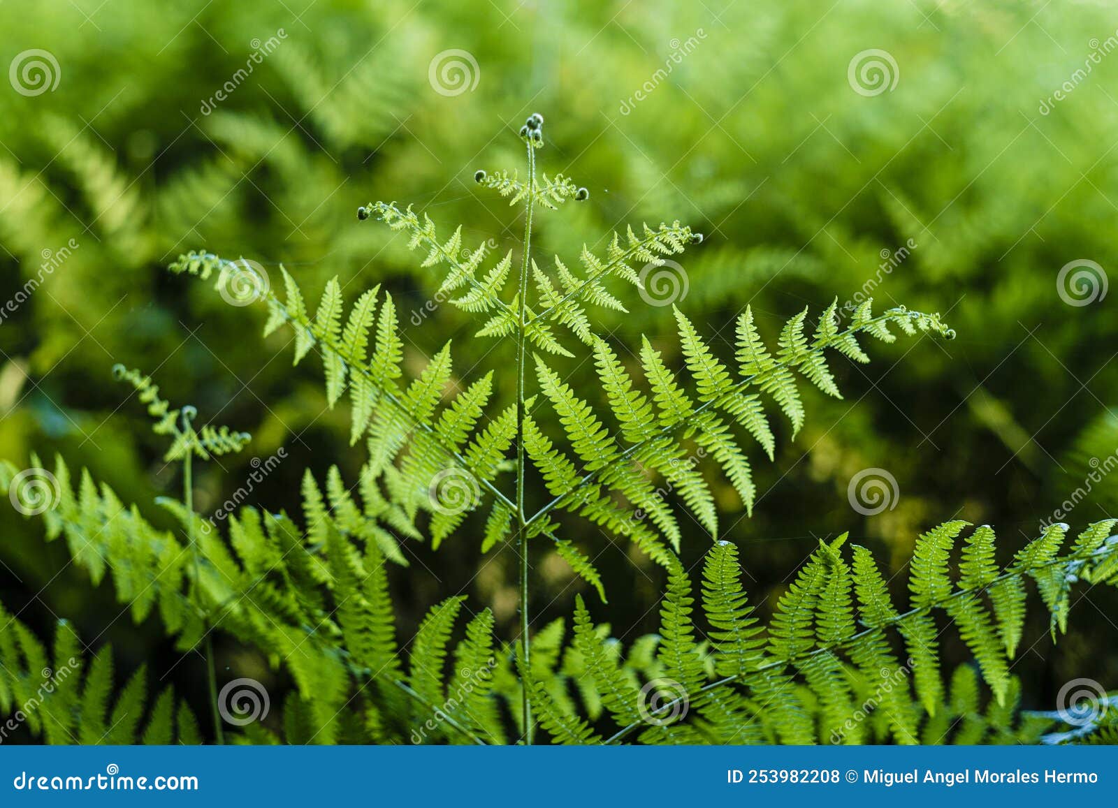 detail of a field of ferns in a rural area of galicia spain