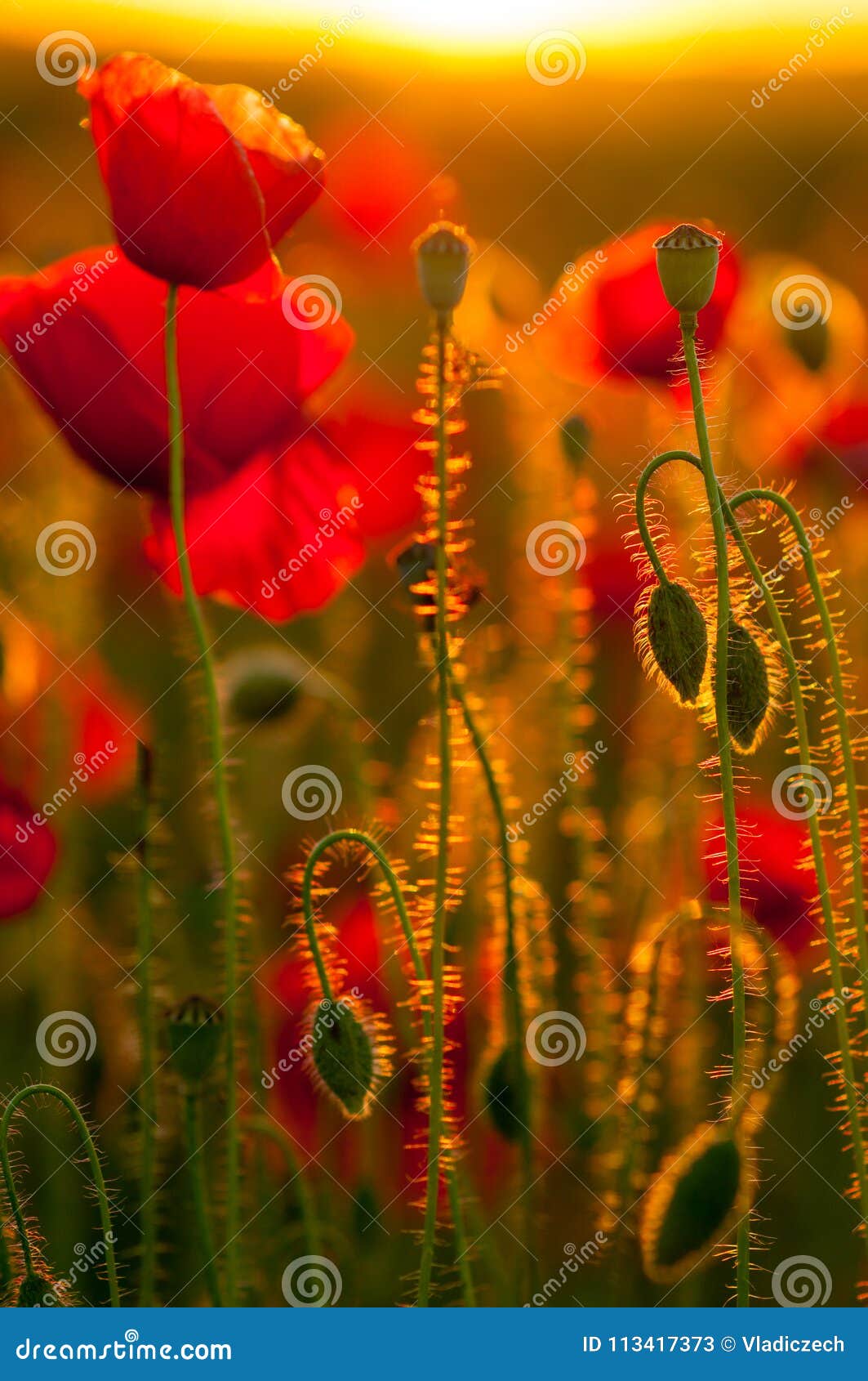 Detail of Field of Poppies in Sunset in a Shallow Depth of Field ...