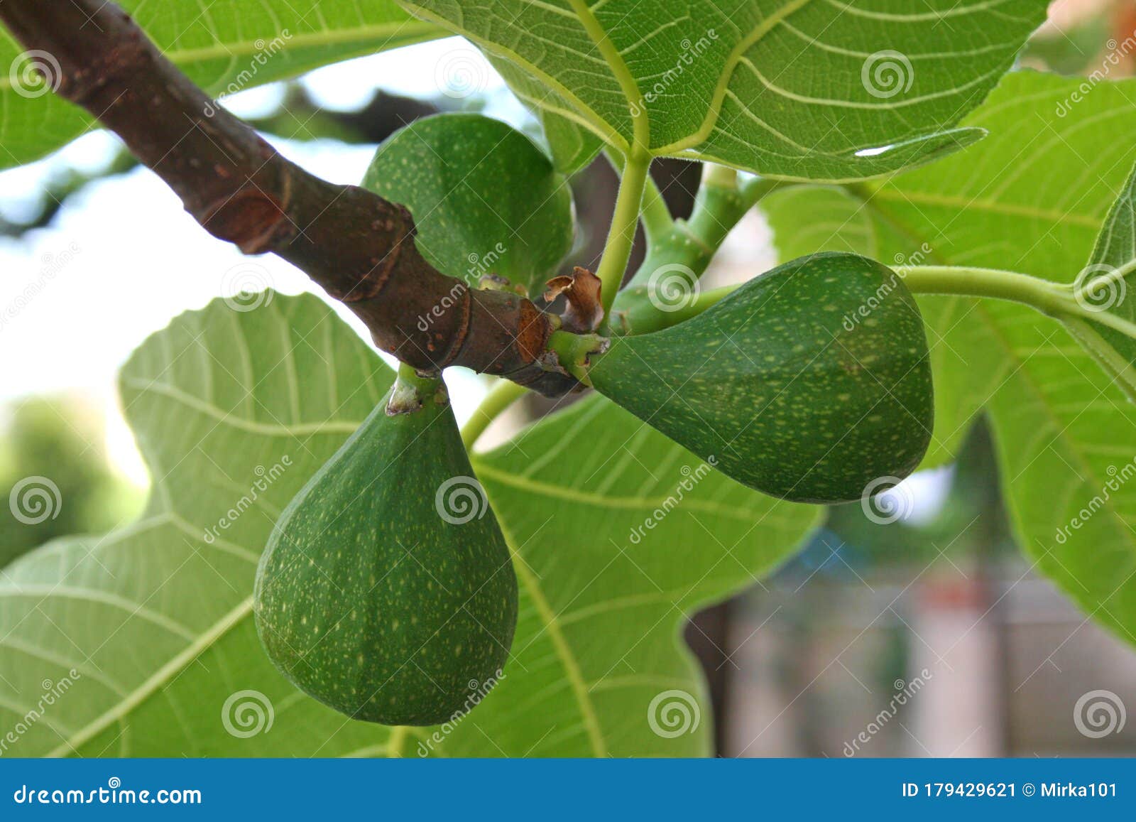 detail of the flowers of a fig tree, or its small figs