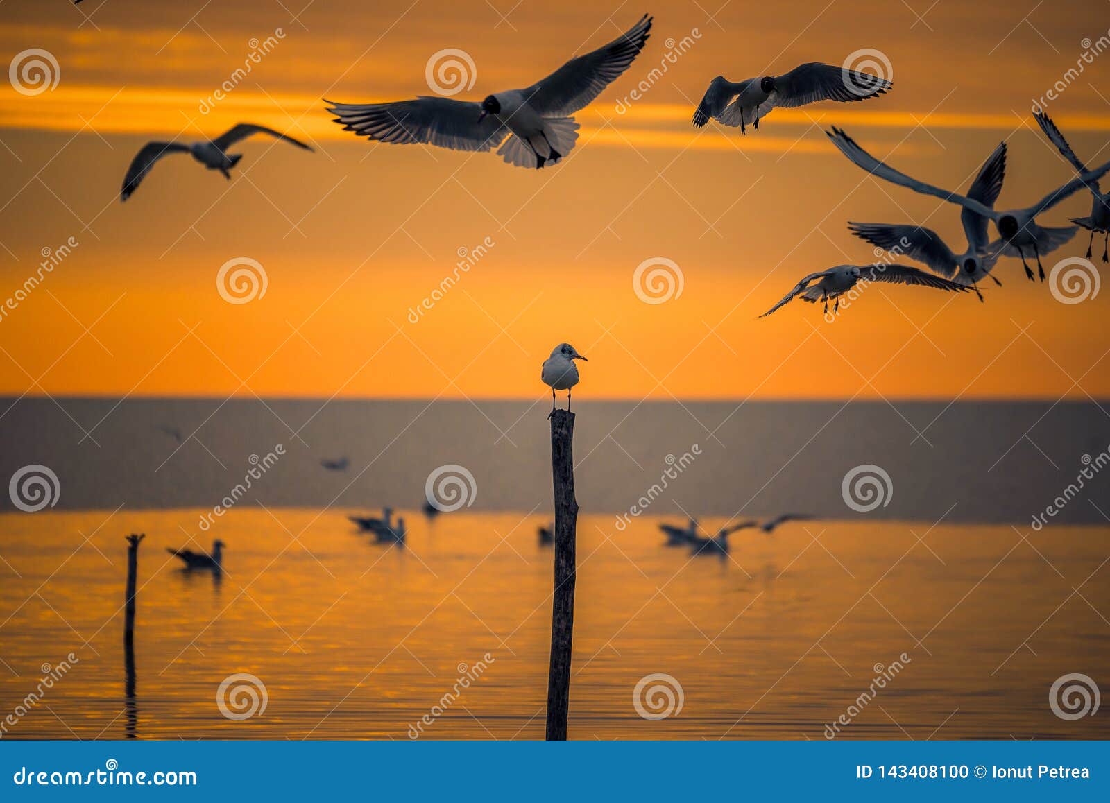 pics Early Morning Sunrise Images With Birds https www dreamstime com detail flying gulls birds above lone baby gull sitting pole stick morning sunrise shot romania springtime image143408100