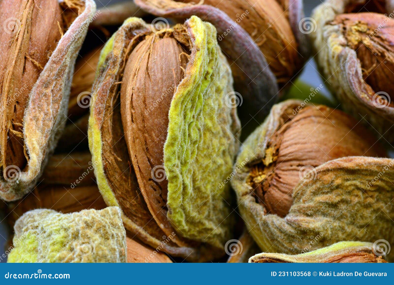 detail of freshly picked almonds