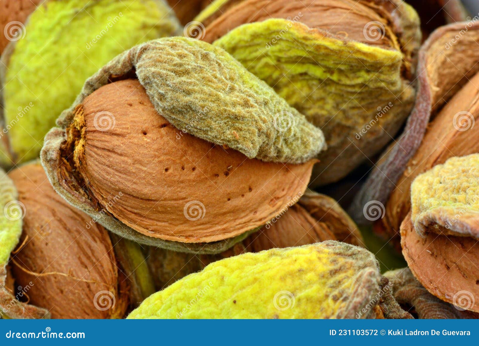 detail of freshly picked almonds