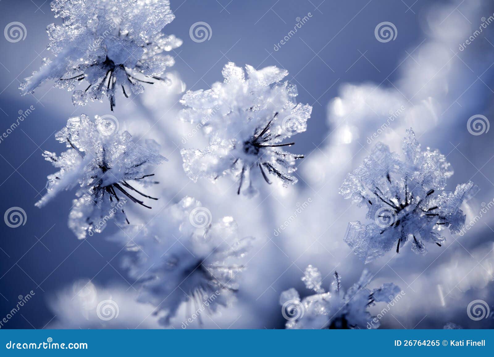 Detail of frozen flower stock image. Image of branches 26764265