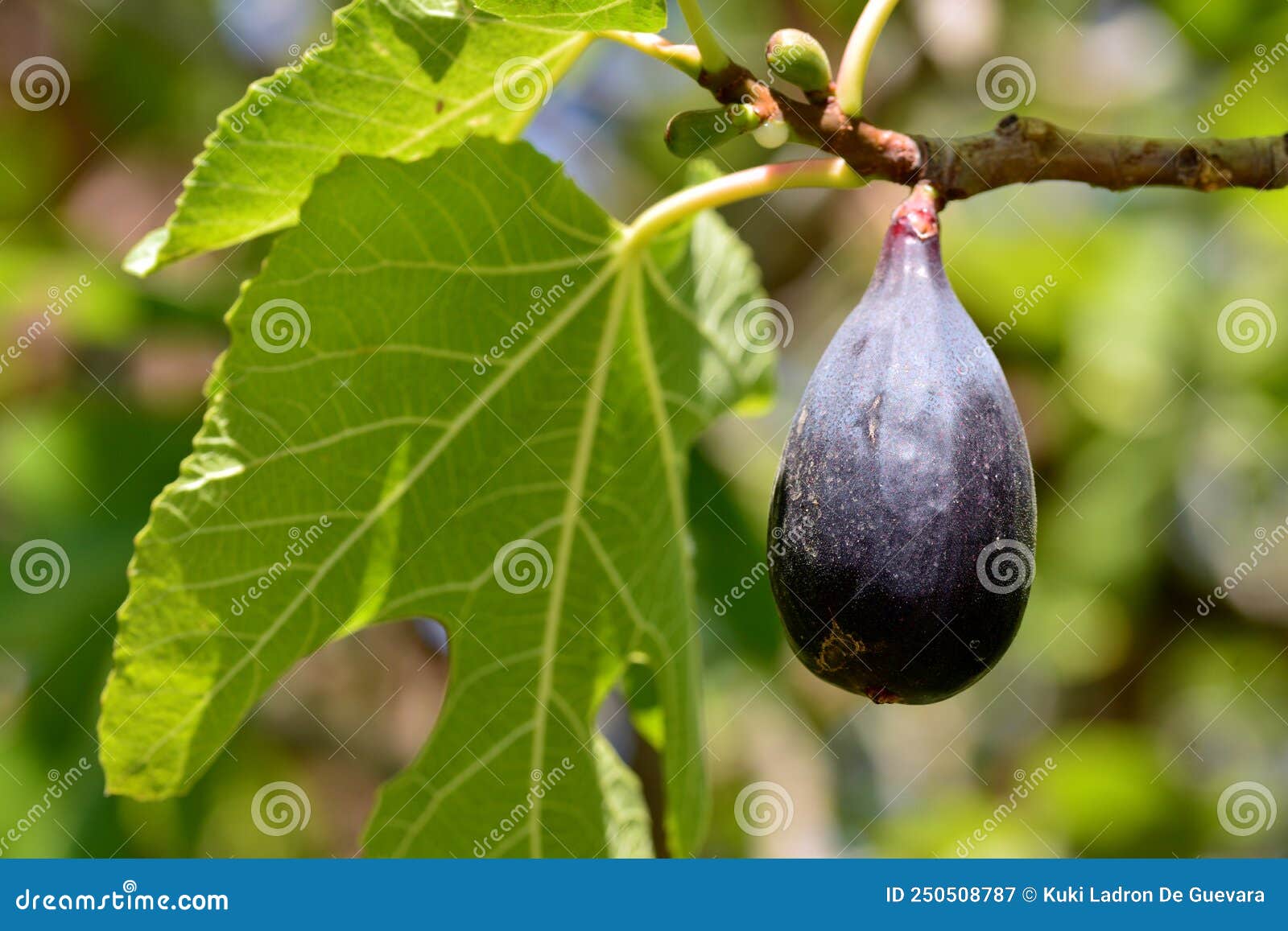 fruits of the fig tree, ficus carica