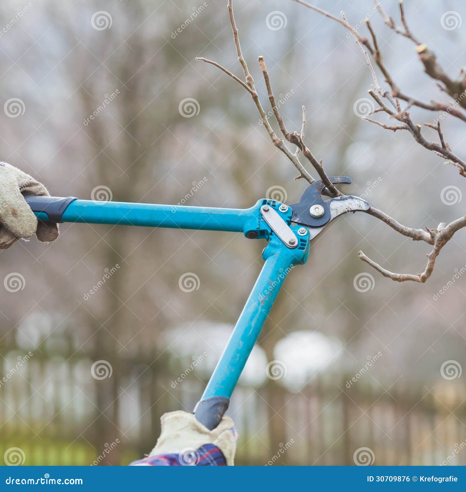 Detail of Gardening Secateurs Trimming a Branch of a Fruit Tree Stock