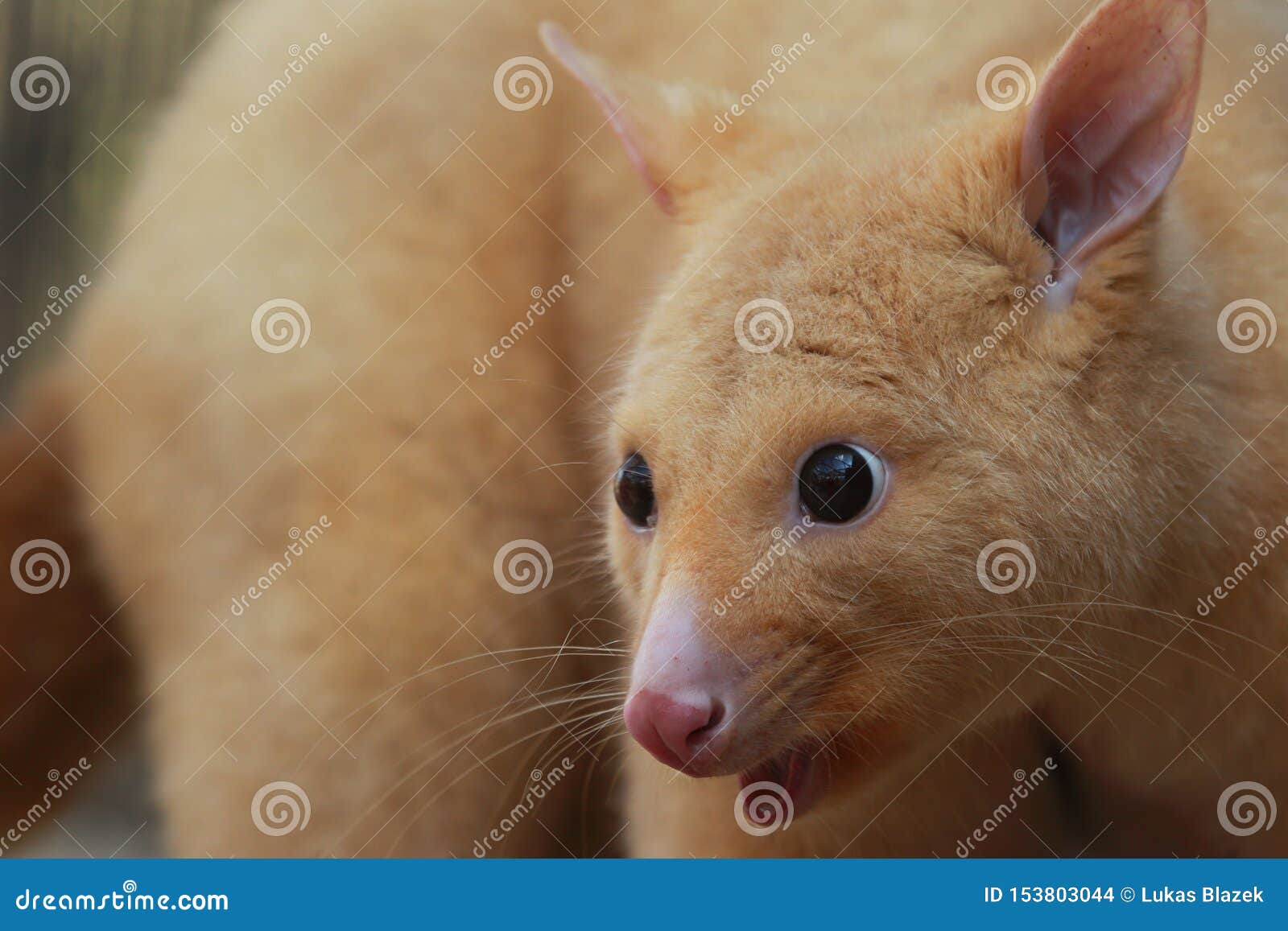 Golden Possum Photos Free Royalty Free Stock Photos From Dreamstime