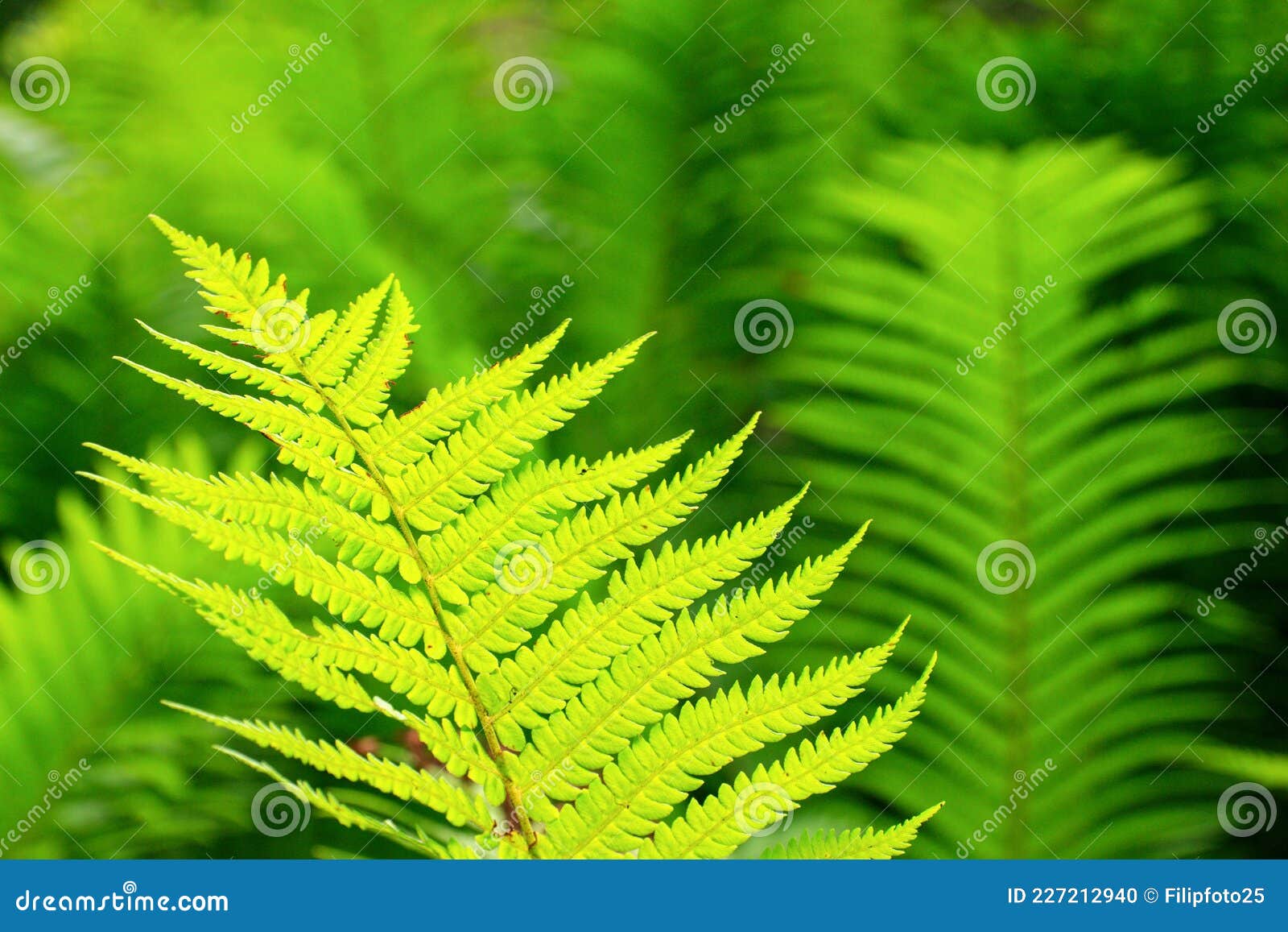 lush green fern detail