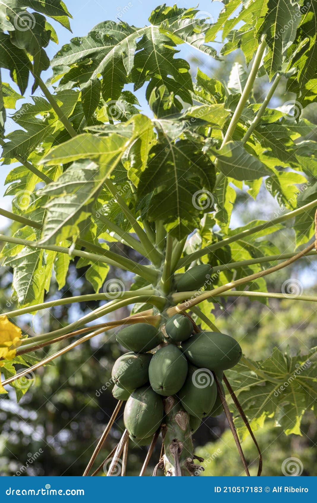 Detail of Green Papaya Tree Stock Image Image of natural, exotic