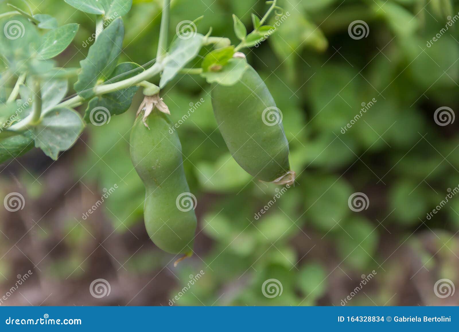 Detail of the Green Pea Beans on the Organic Garden Plant Stock Photo ...