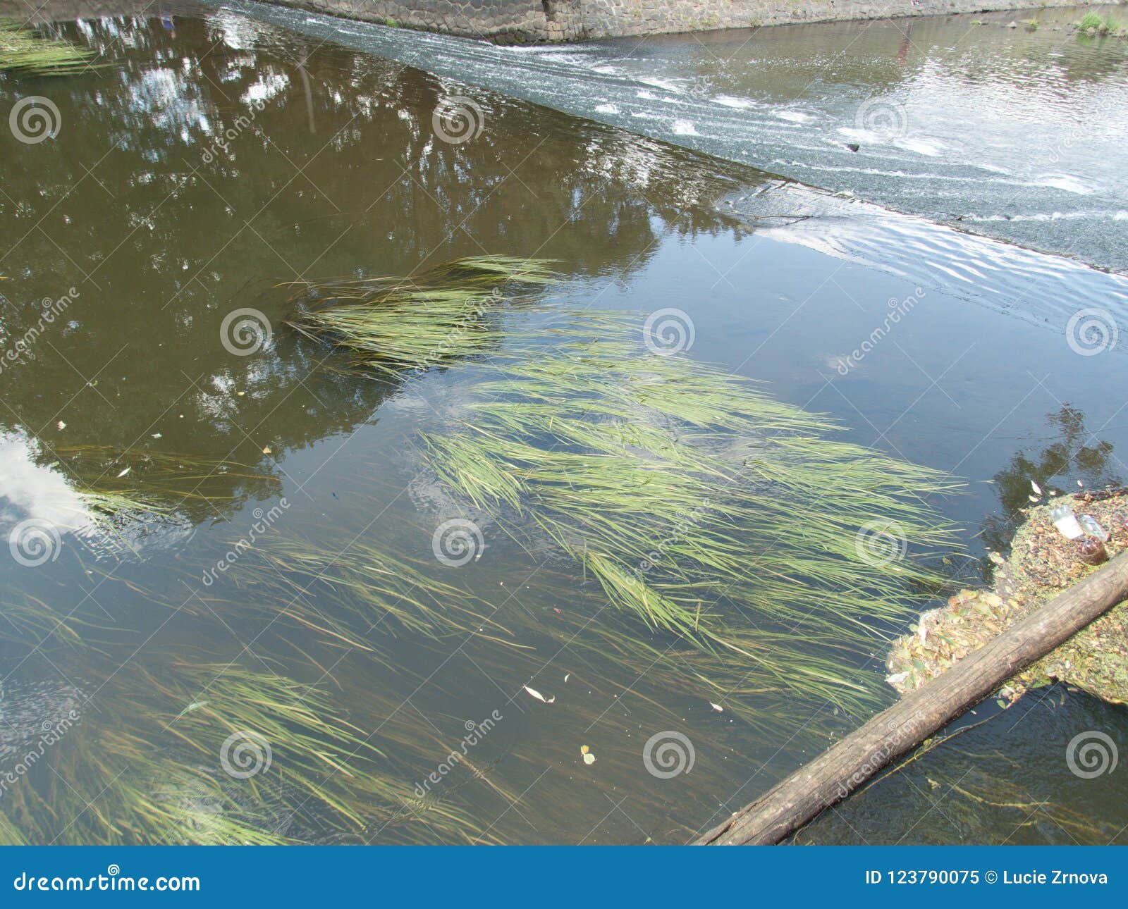 Green Plants in the River Water Stock Image Image of house, pond