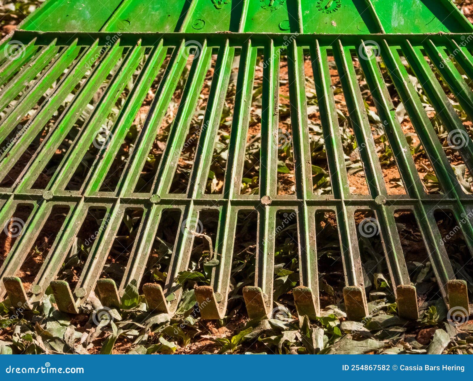 Detail of Green Rake on the Grass Stock Photo - Image of crop ...