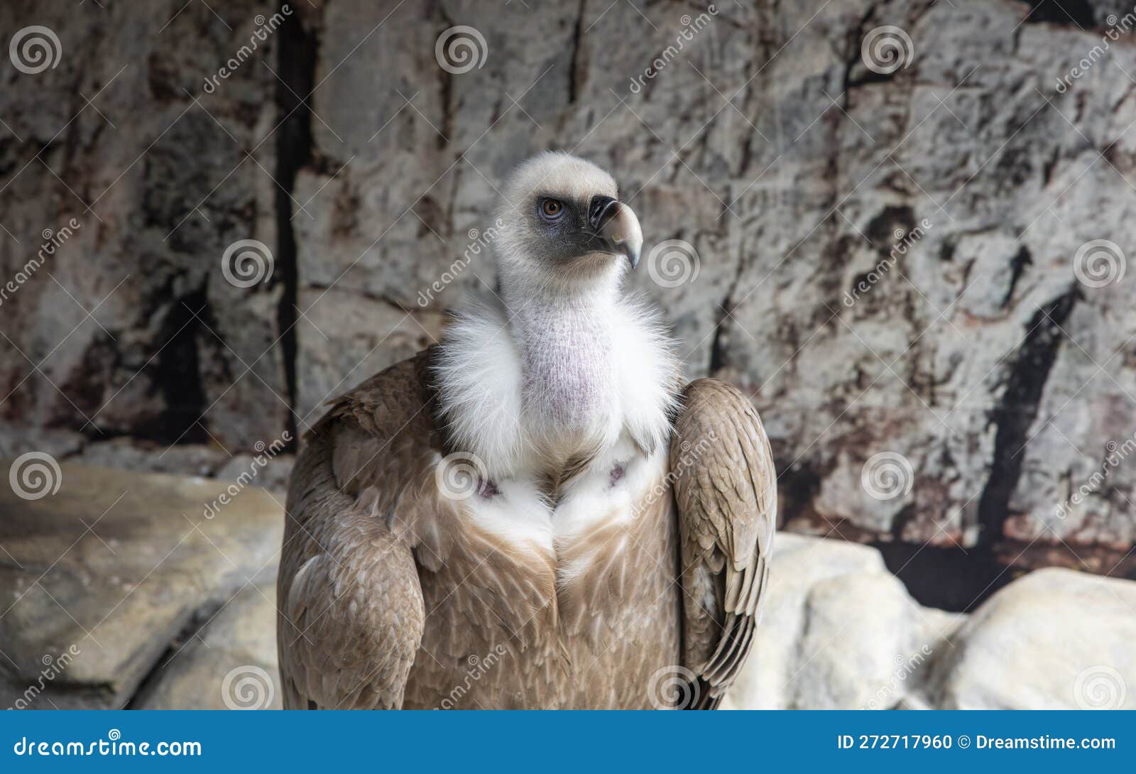 detail of a griffon vulture, gyps fulvus, in captivity