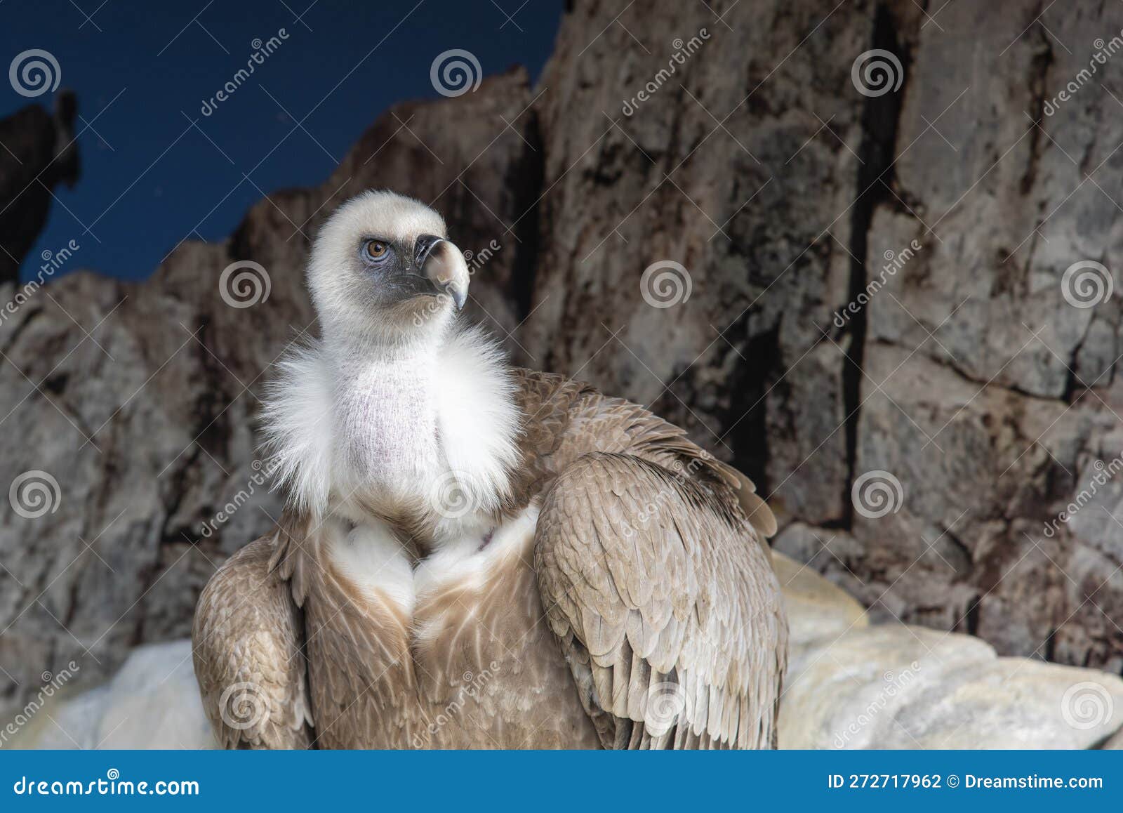 detail of a griffon vulture, gyps fulvus, in captivity