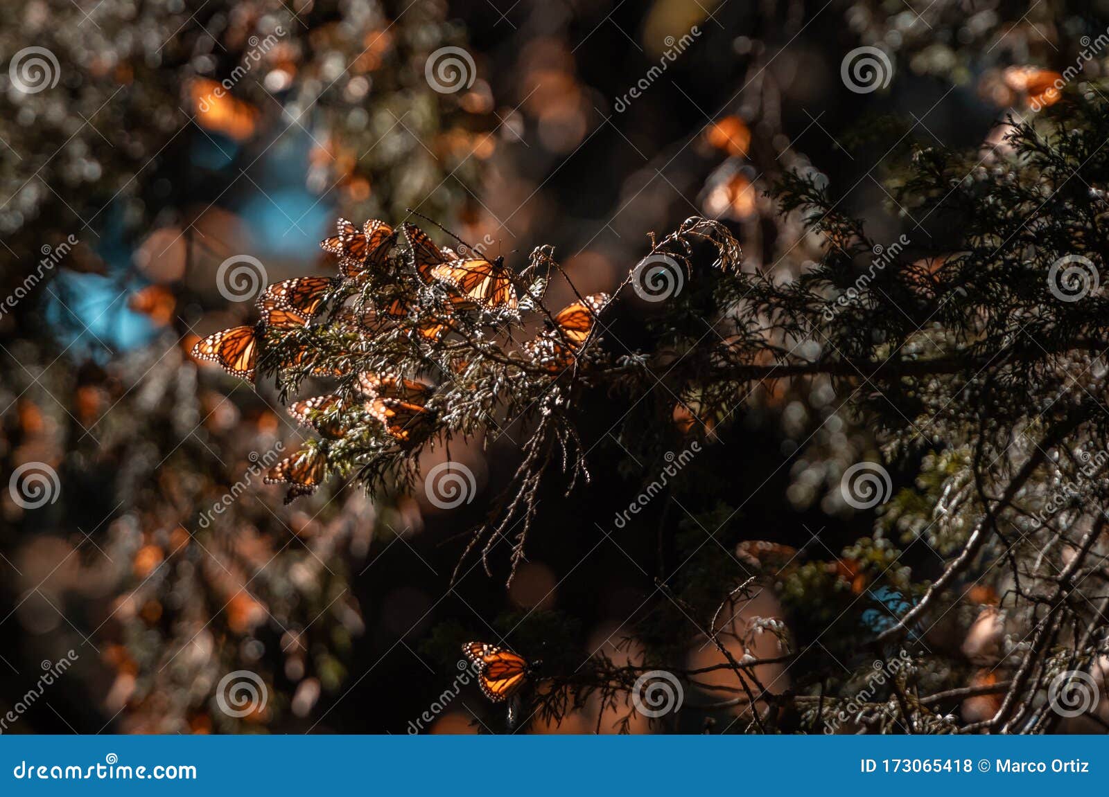 detail of a group of monarch butterflies danaus plexippus resting on a pine branch and sunbathing