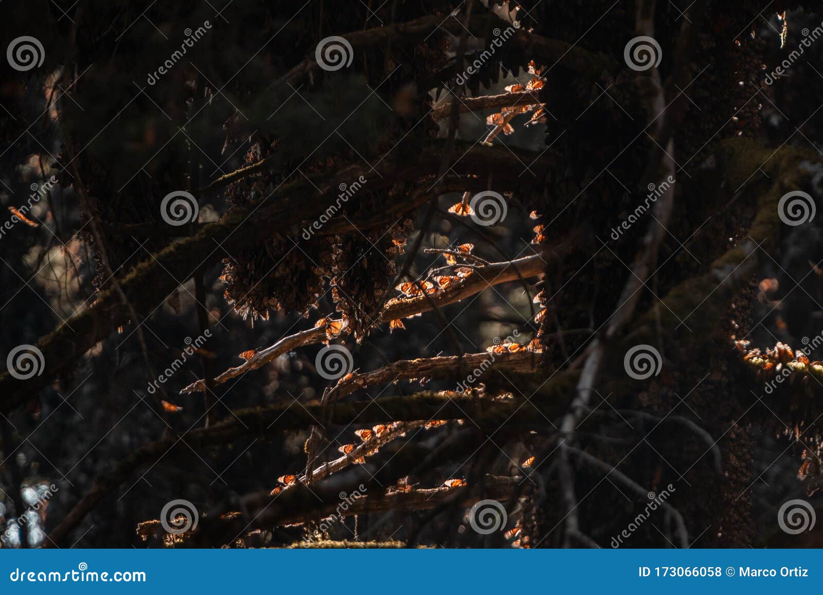 detail of a group of monarch butterflies danaus plexippus resting on a pine branch