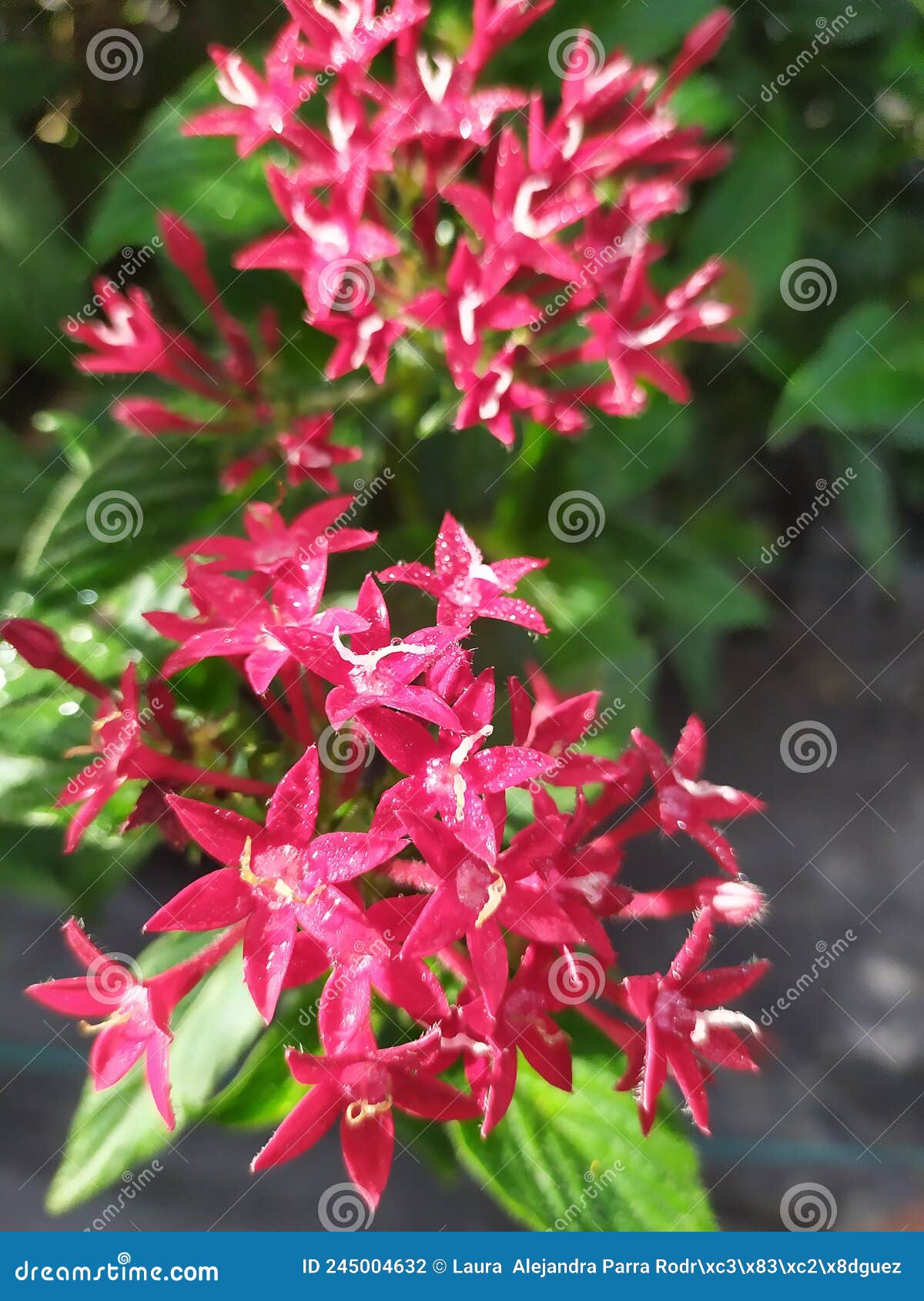 detail of a group of red lucky star flowers. detalle de un grupo de flores pentas de color rojo