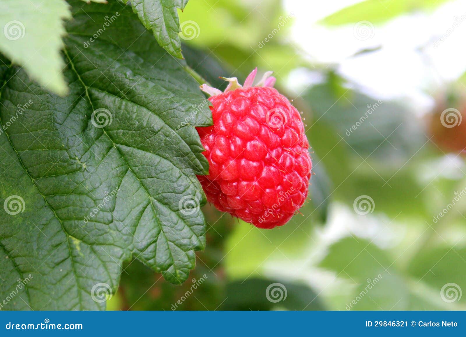 Raspberry Plantation Royalty-Free Stock Photo ...