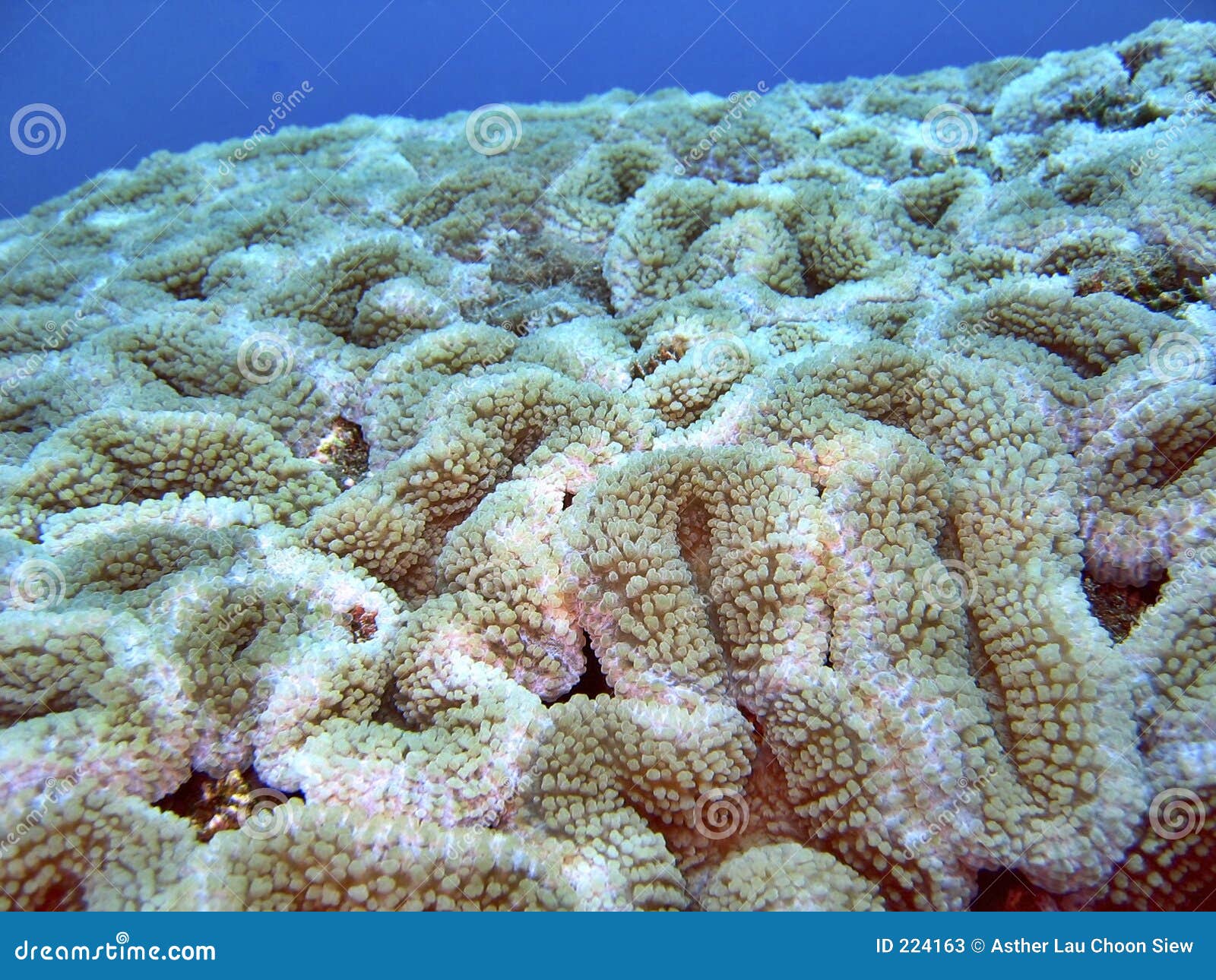 Detail Hard Coral stock image. Image of curvy, coral 224163