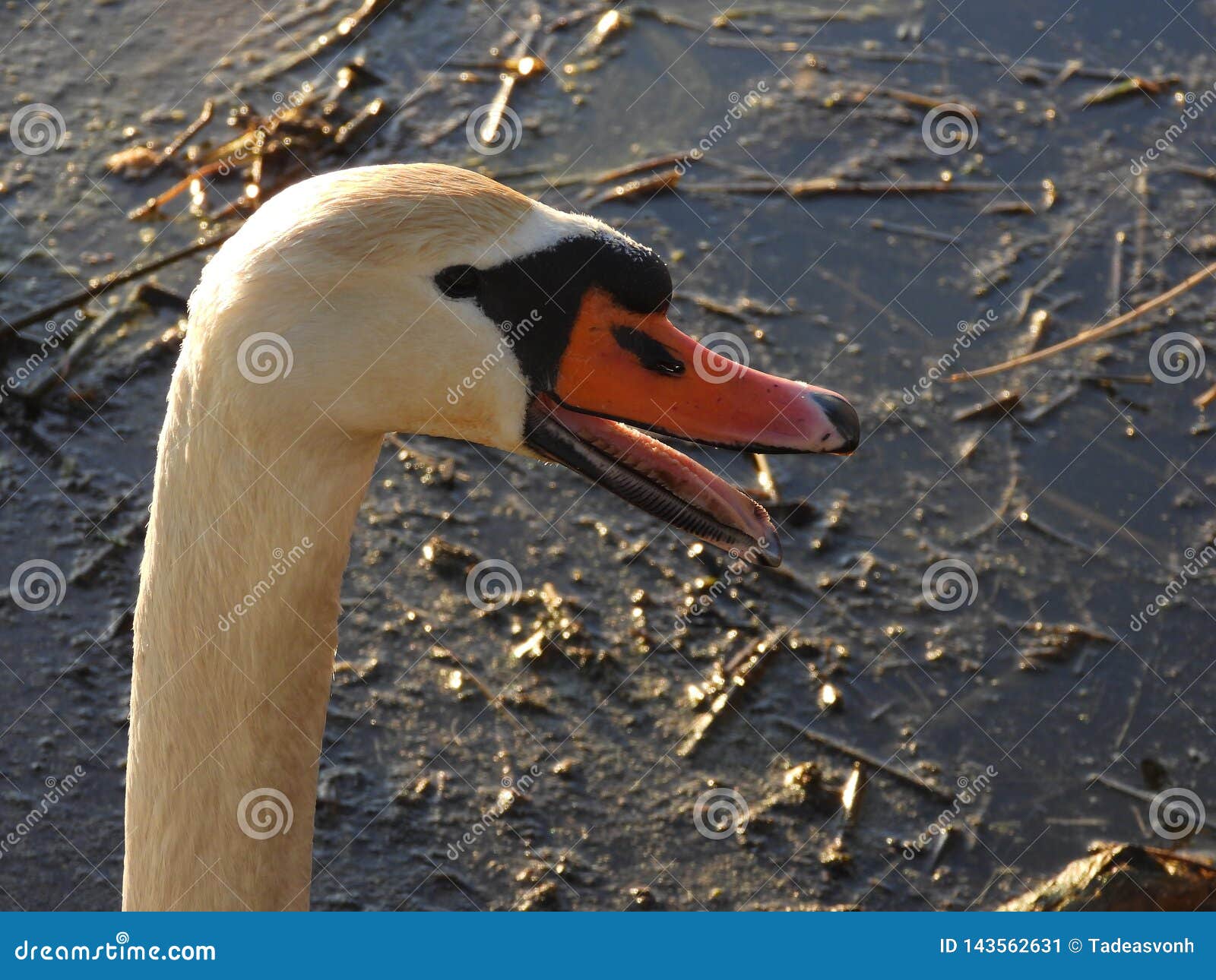 Hissing mute swan stock image. Image of lake, hiss, drops 143562631