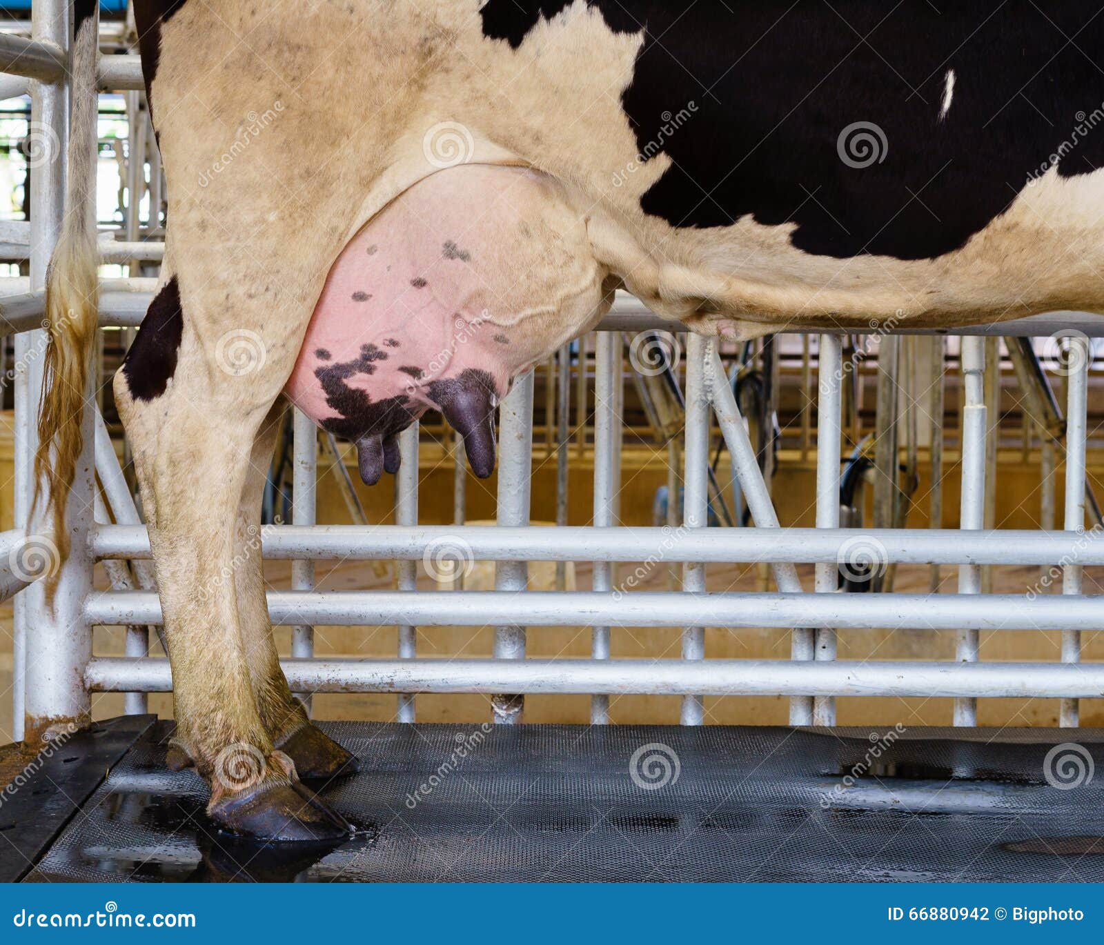 Detail of Holstein Cow Big Udder Stock Photo Image of mammal, bovine