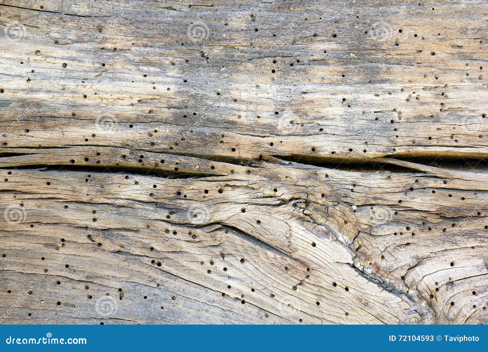 detail of insect attack on construction wood