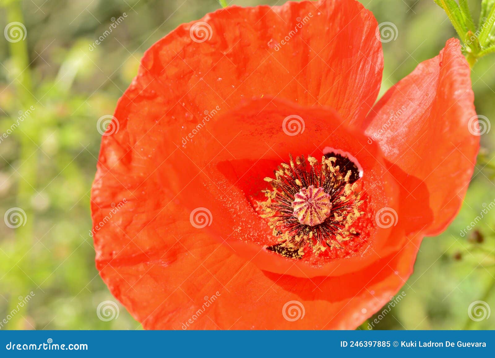 detail of the interior of a poppy flower