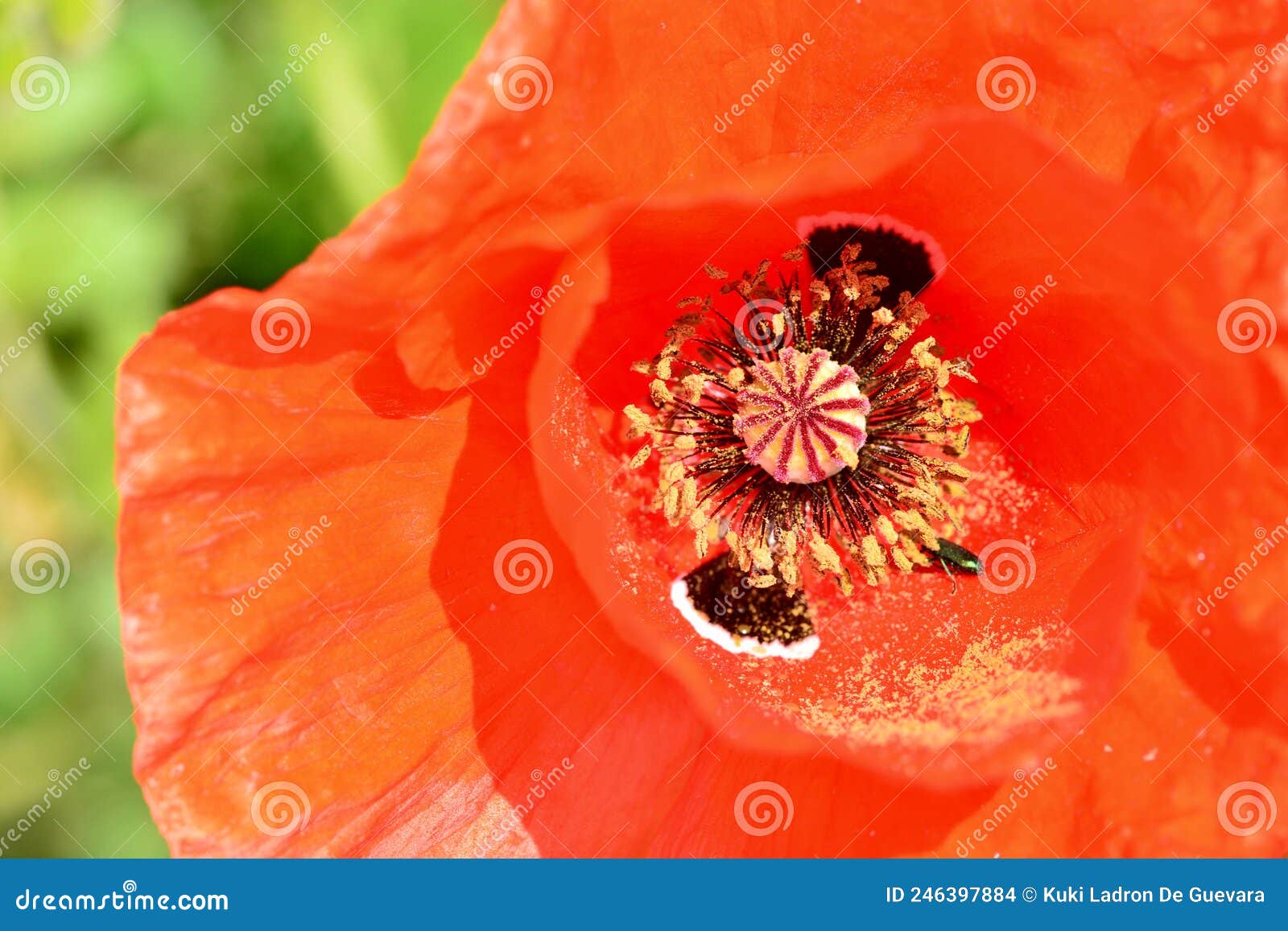 detail of the interior of a poppy flower