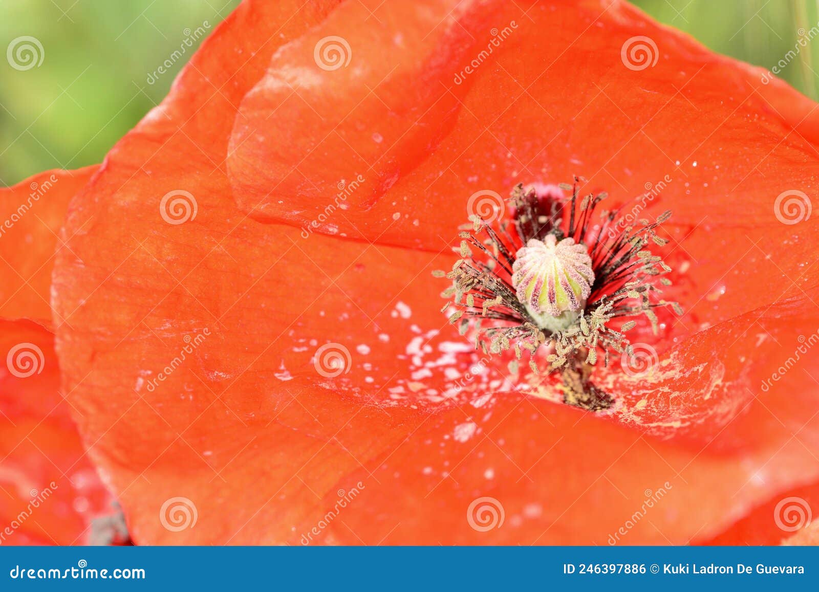 detail of the interior of a poppy flower