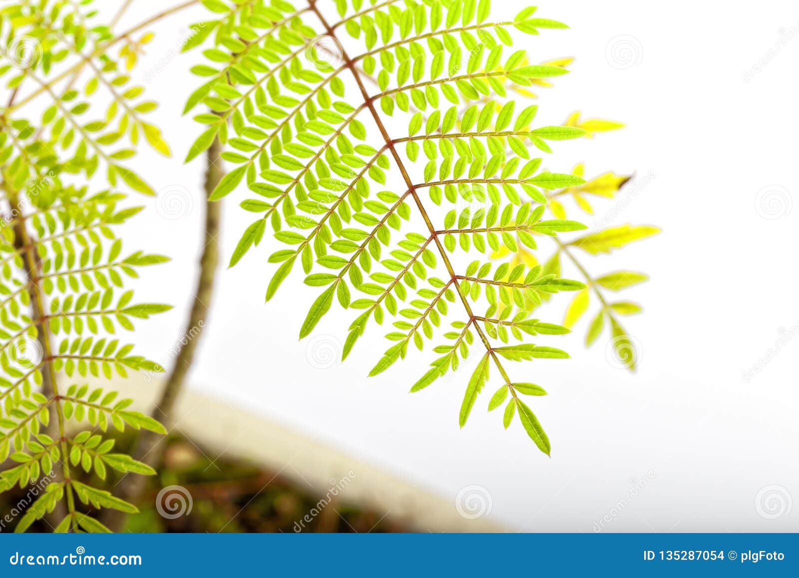 wallpapers Jacaranda Mimosifolia Jacaranda Tree Leaves https www dreamstime com detail leaf jacaranda mimosifolia bonsai image135287054