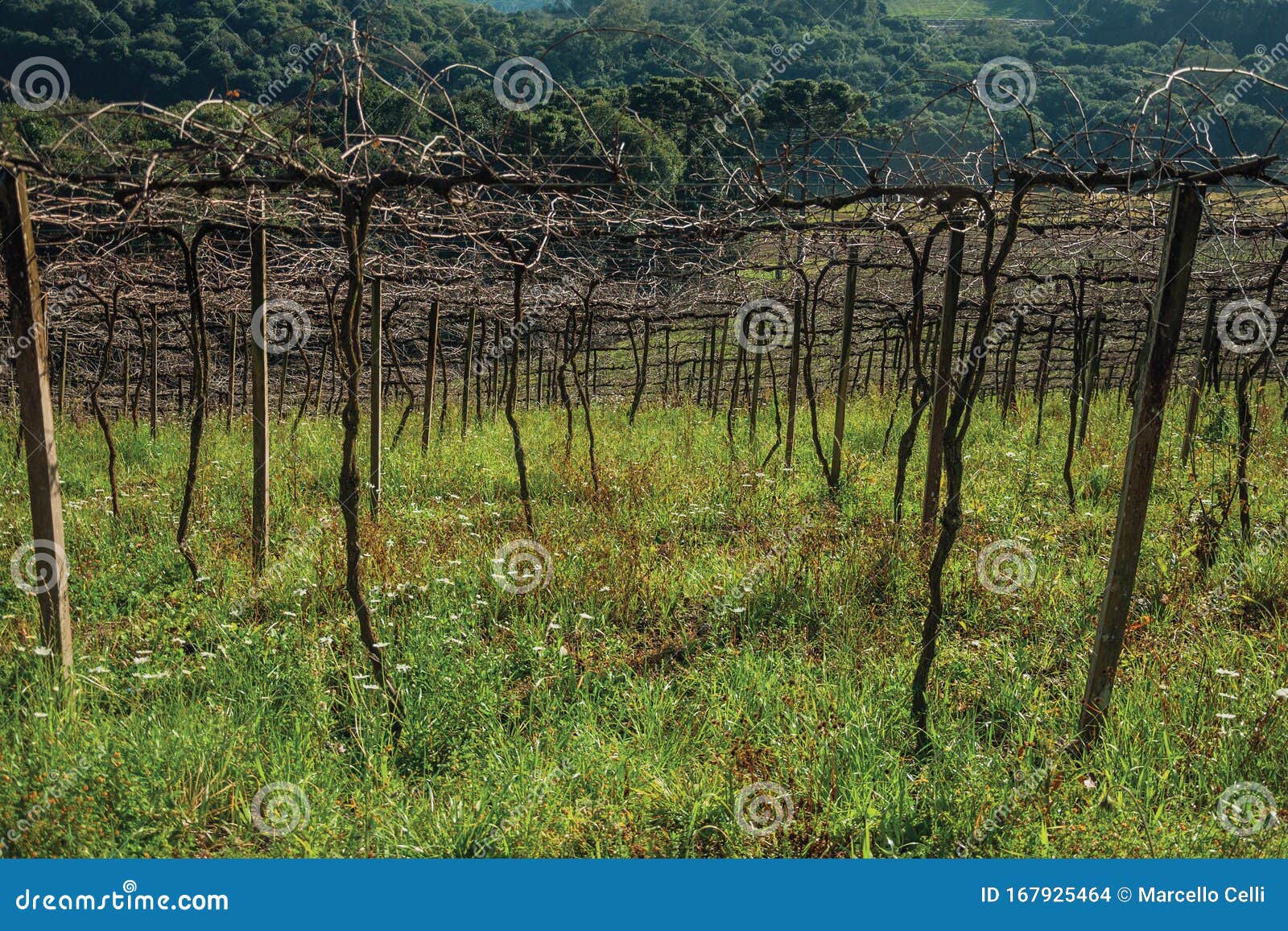 detail of leafless grapevines in a vineyard