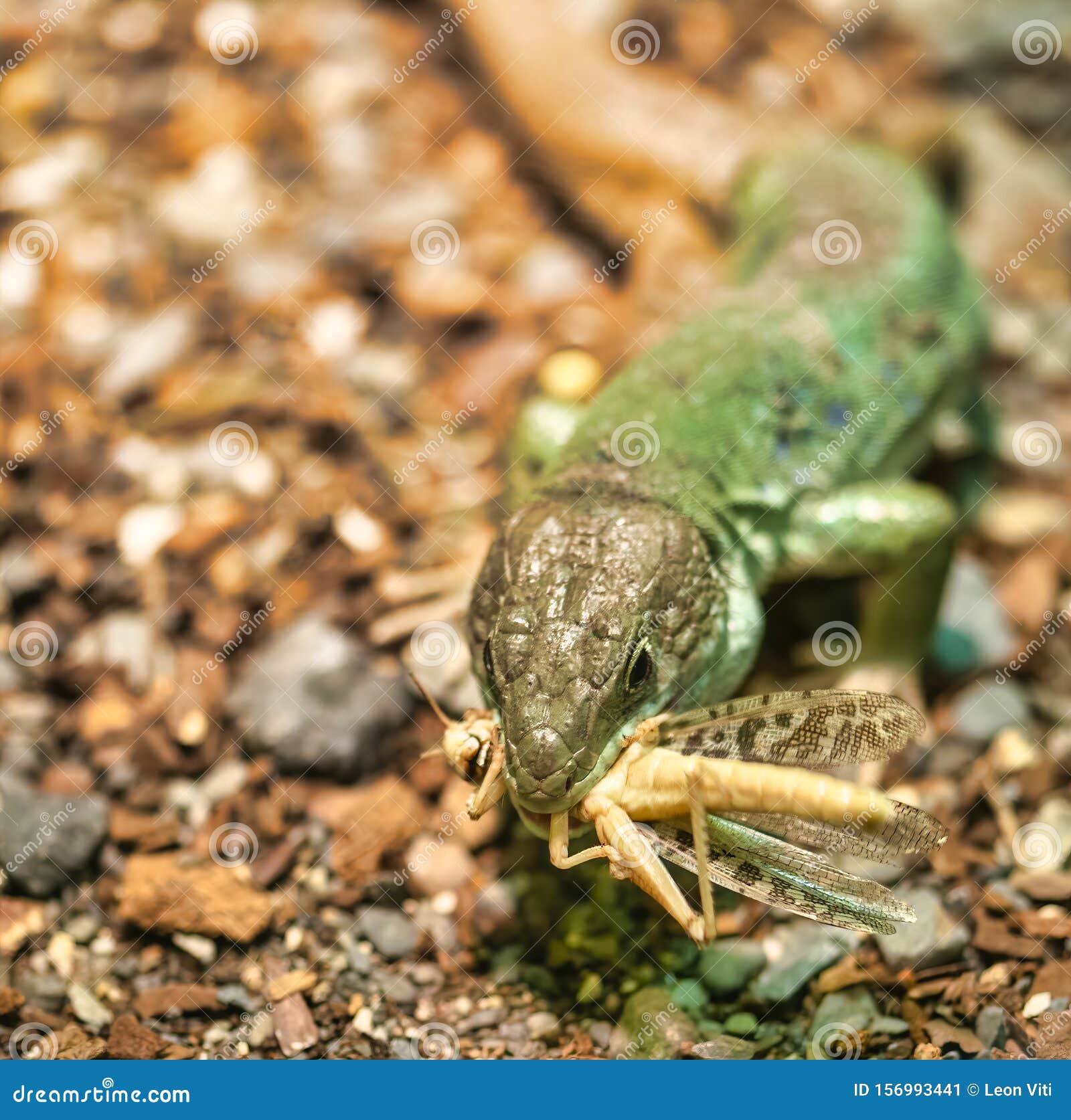 Detail of a Lizard Eating a Stock Image Image of outdoor