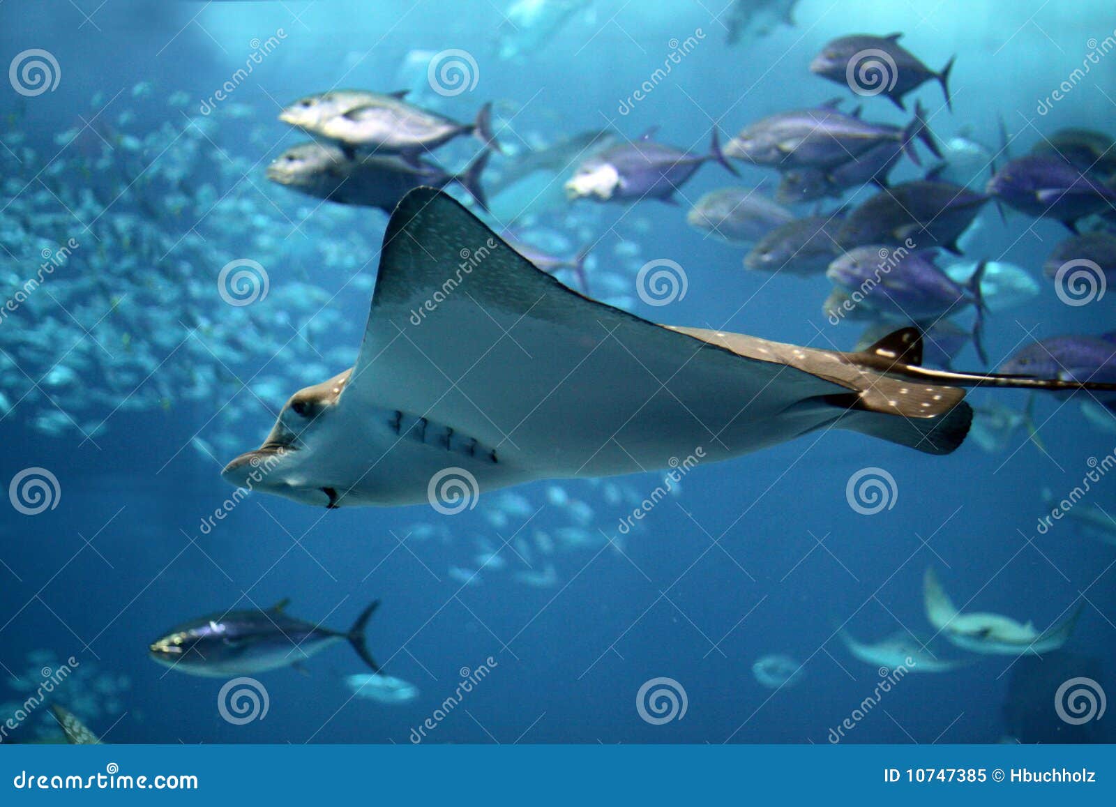 detail of a manta ray swimming underwater