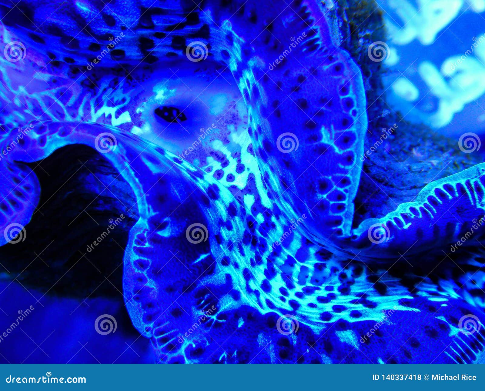 blue maxima clam underwater