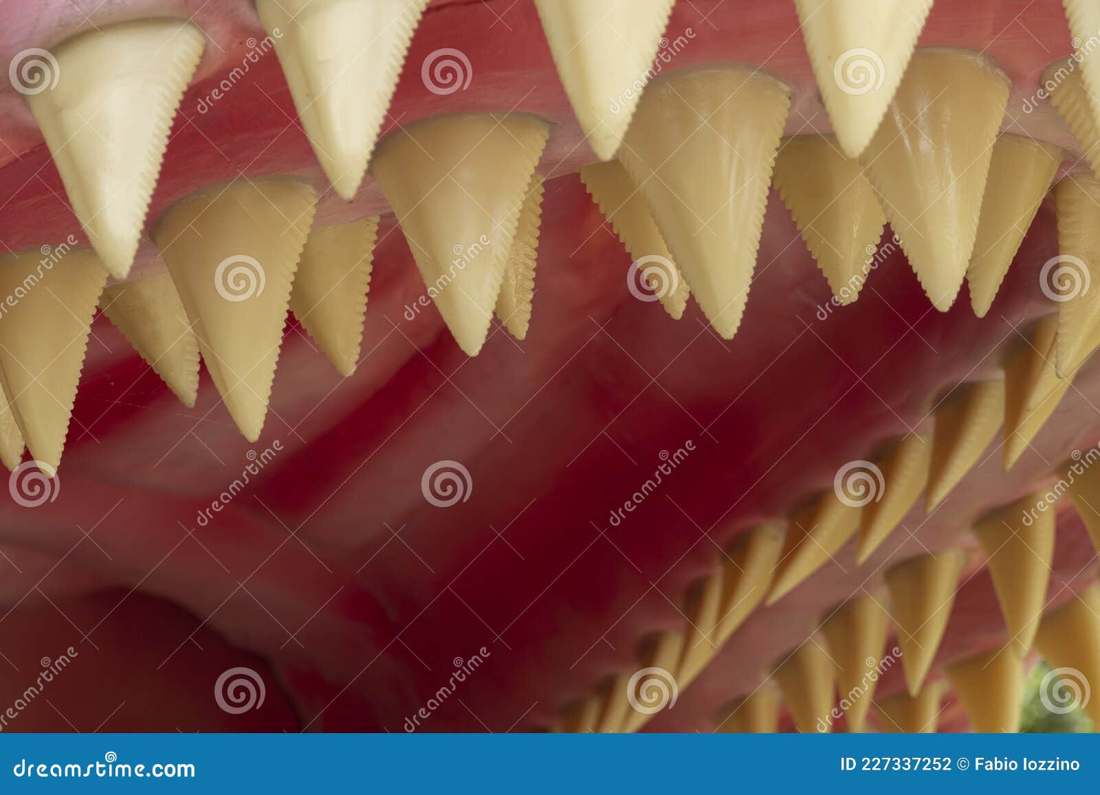 detail of the megalodon`s teeth. the megalodon is an extinct megatoothed shark that existed in prehistoric era