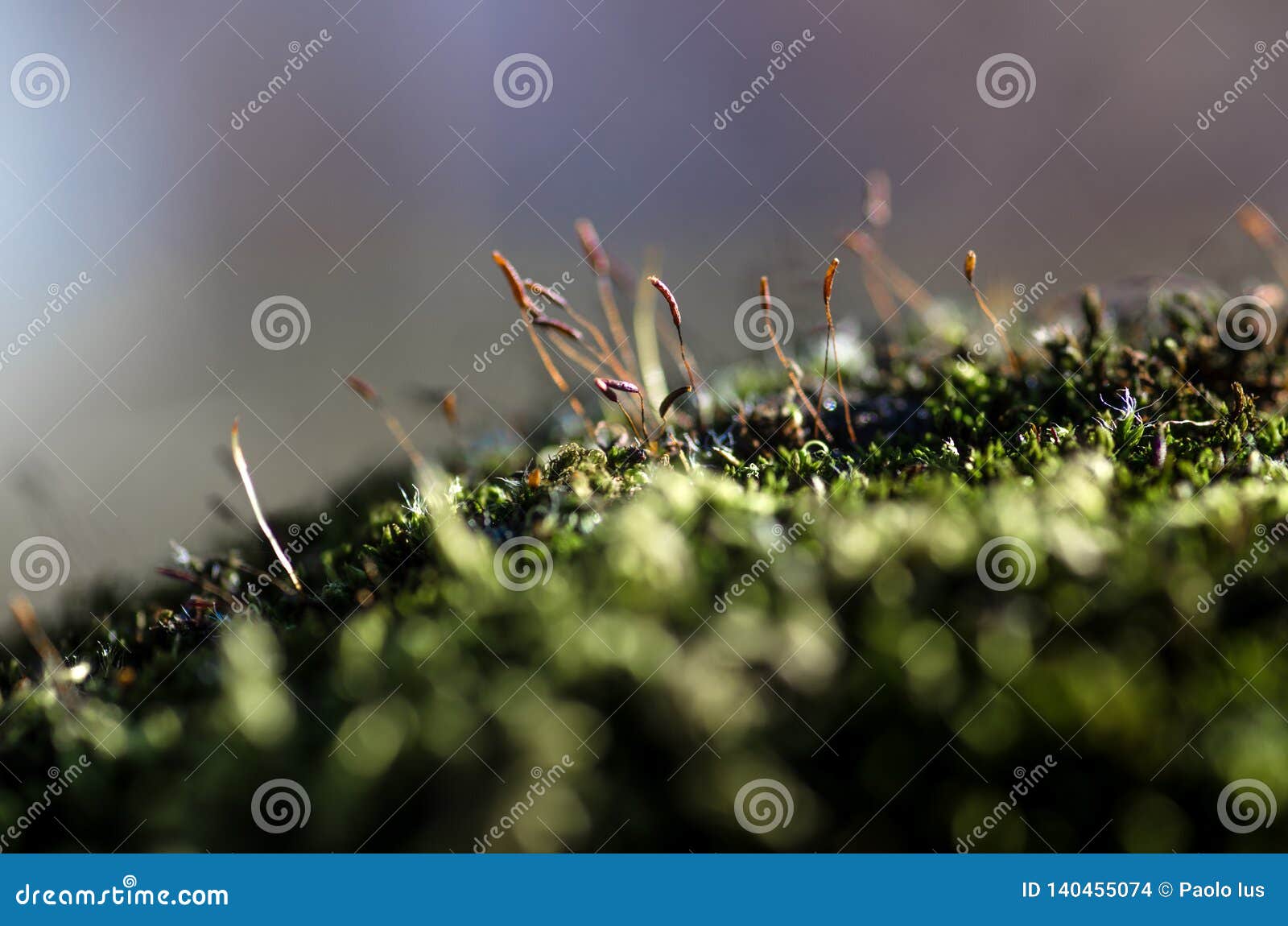 Detail of Moss and Sunlight with Bokeh Stock Photo Image of garden