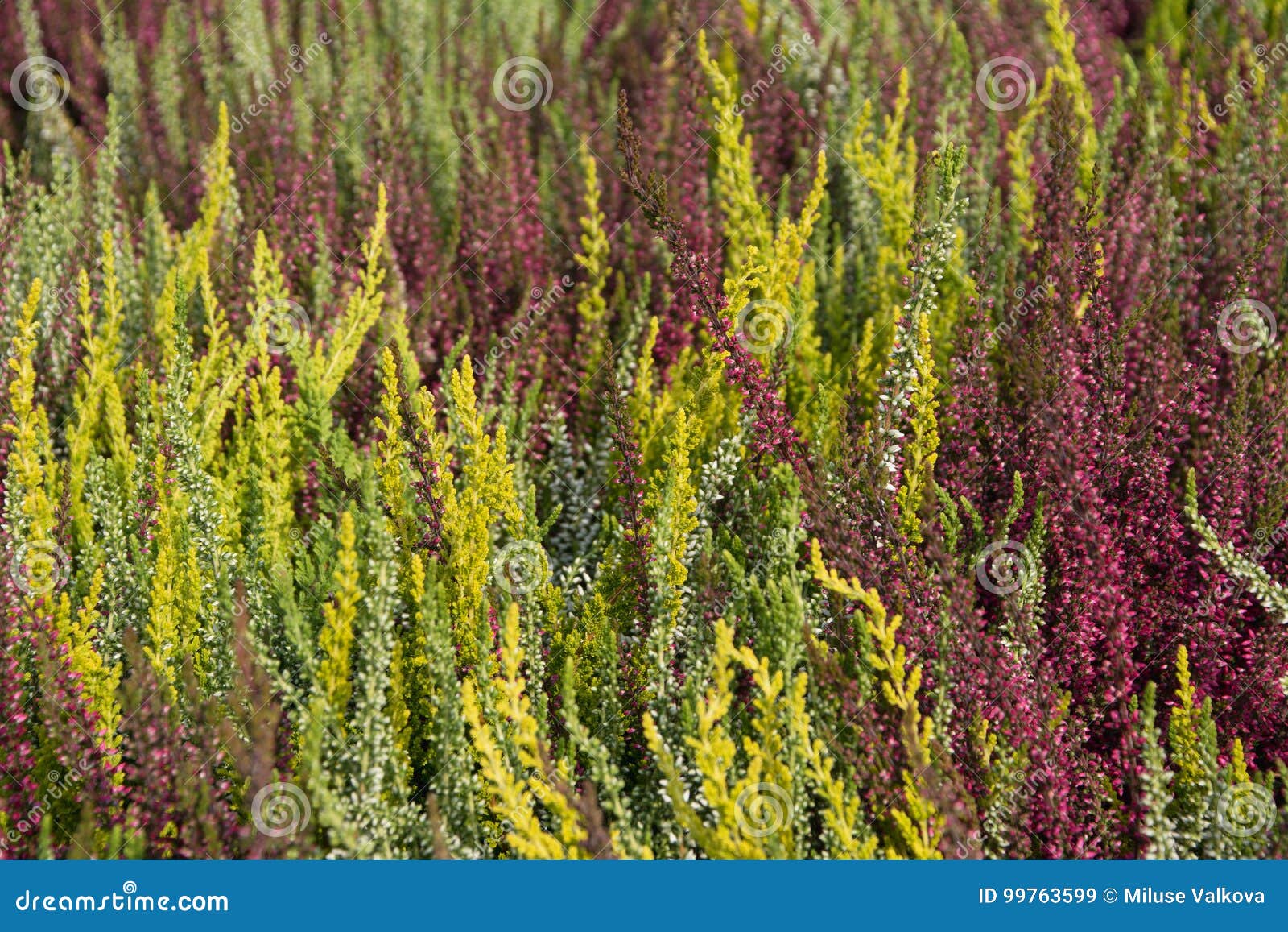 Blooming Heather Plants in Autumn Stock Image Image of ornamental