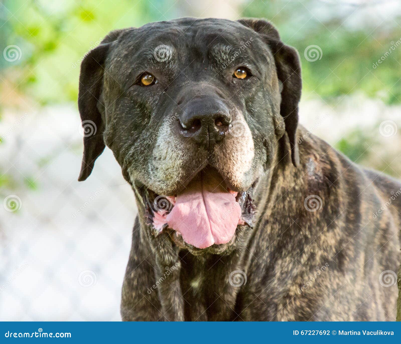 detail of old dog fila brasileiro