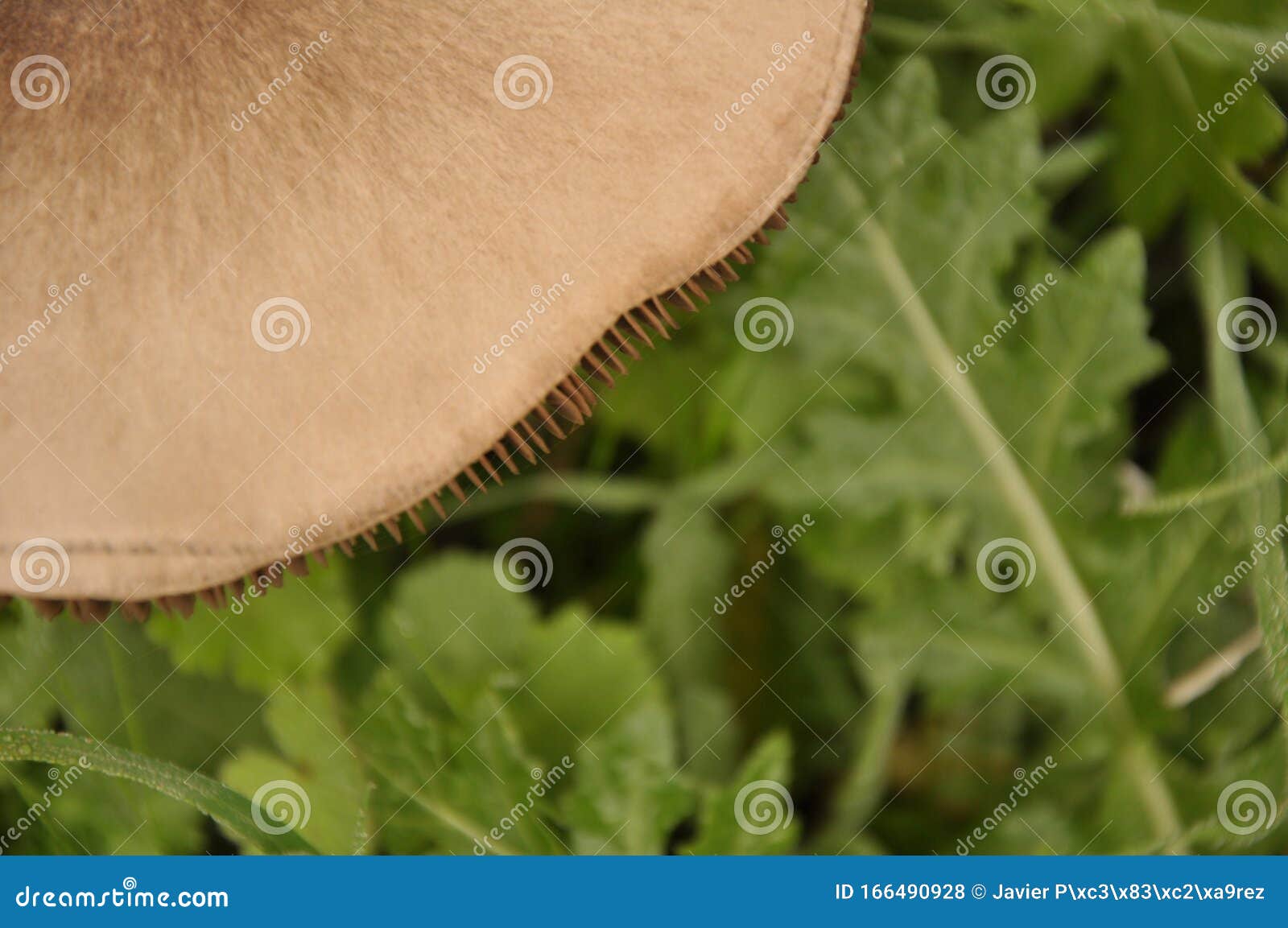 detail of mushroom toadstool macro close up in autumn