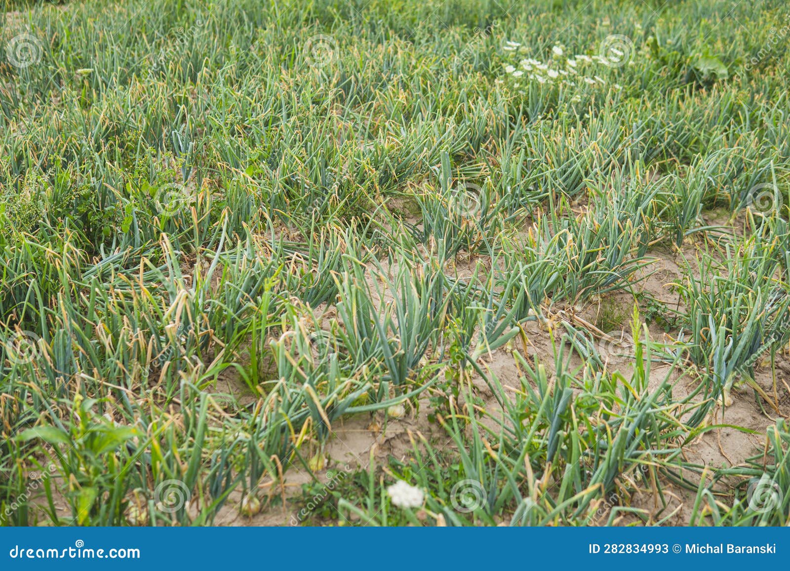 Detail of Onion Growing in the Field Stock Image Image of plant