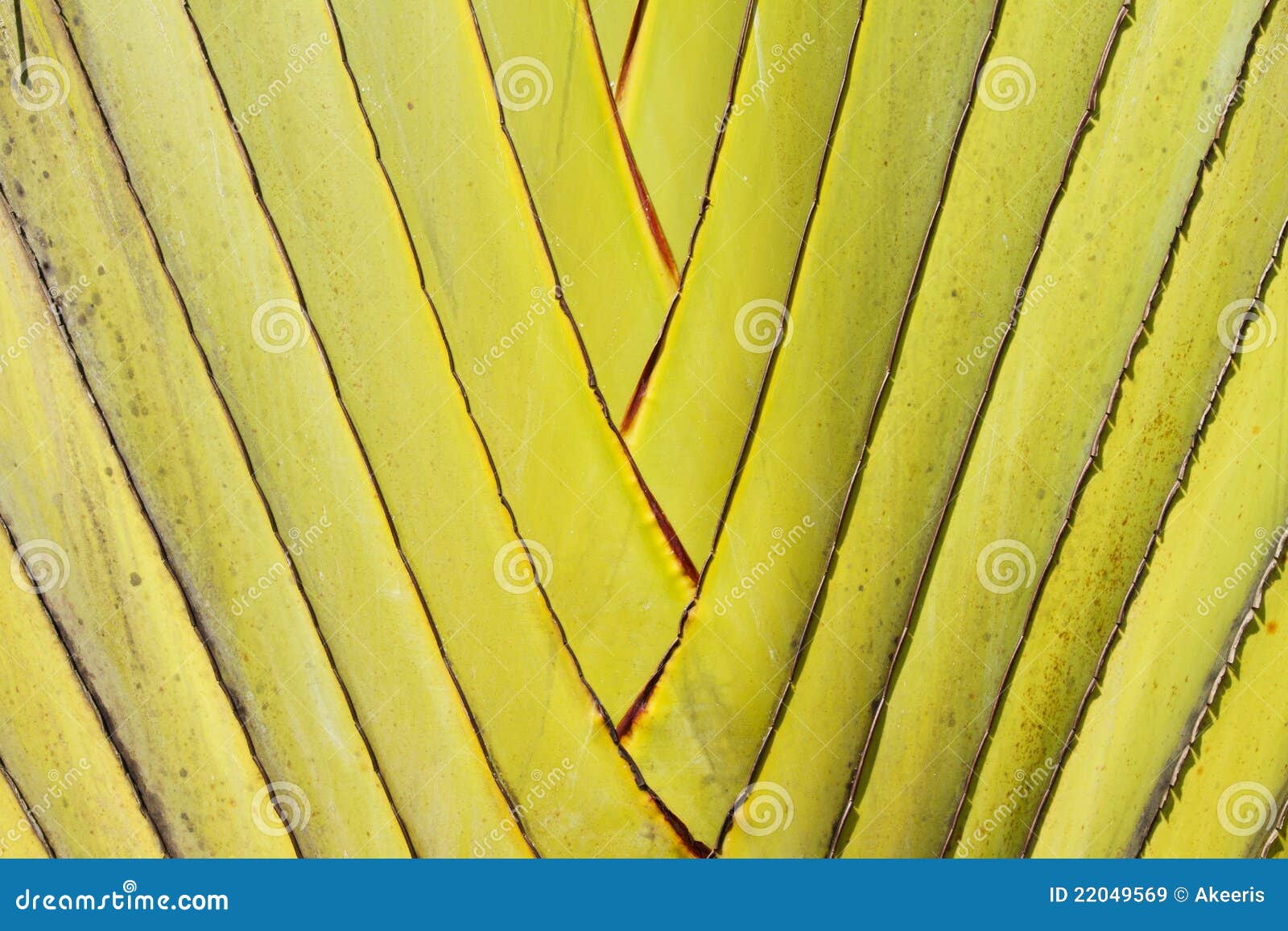 Detail of palm tree stock image. Image of forest, bright 22049569