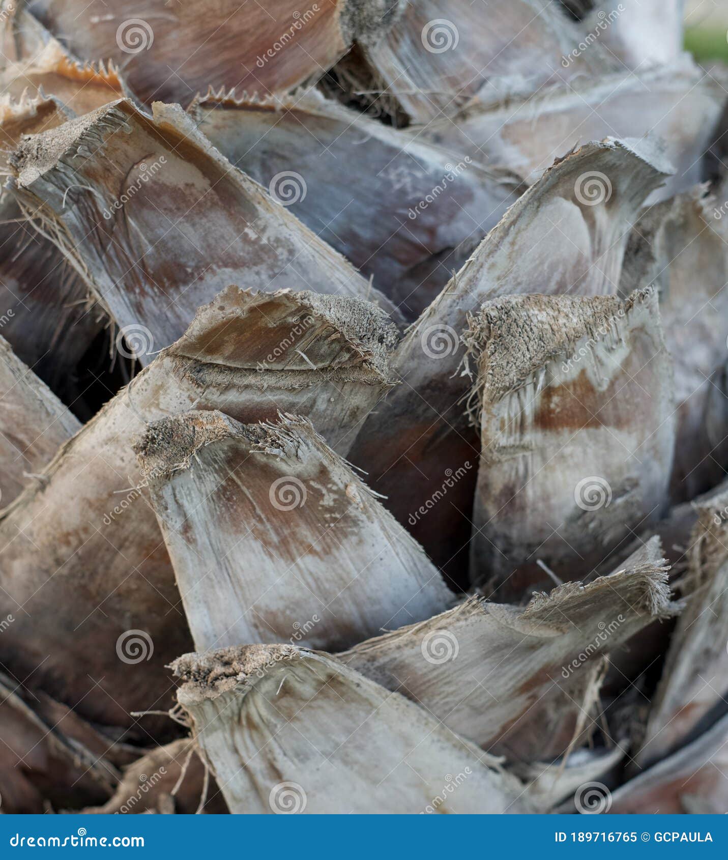 detail of palm tree trunk. it is called stipe. close up photo. background texture pattern