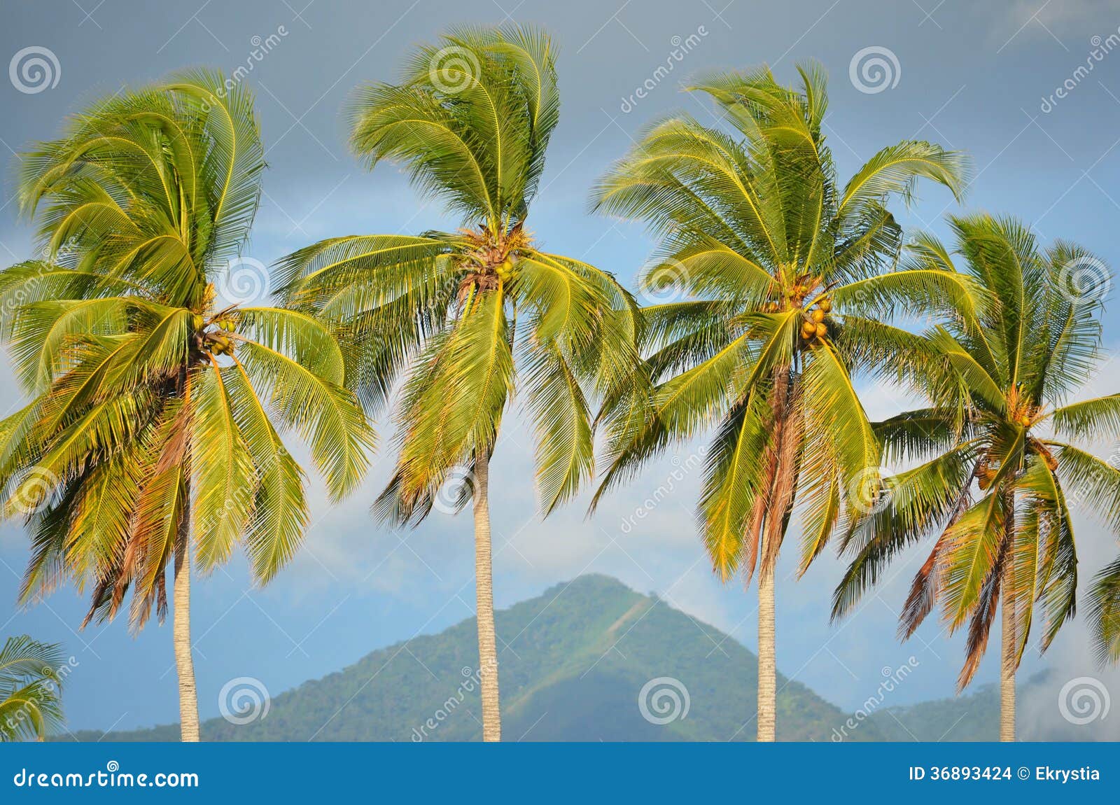 detail of palm trees, playa el espino
