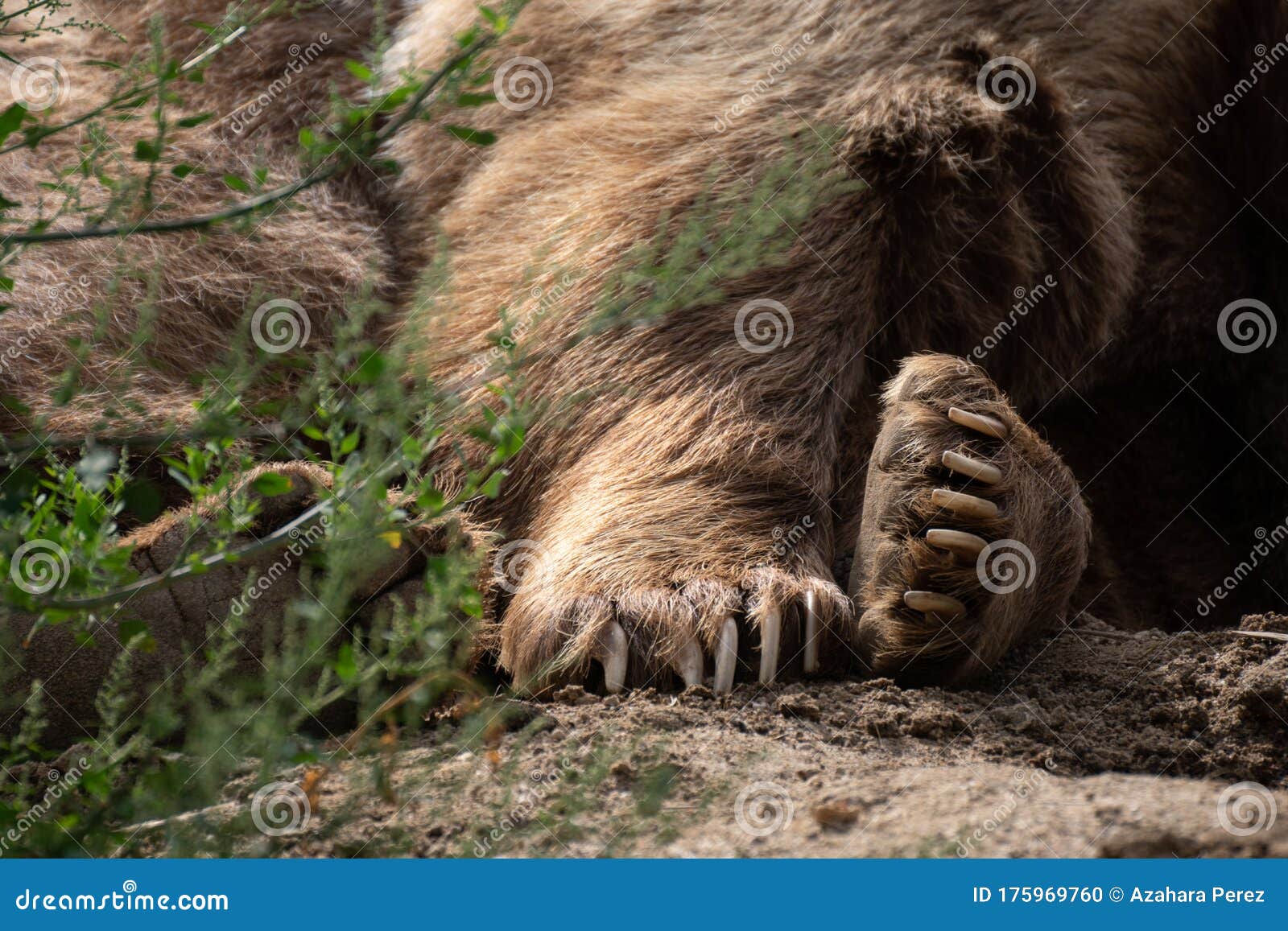 Detail of the Paws and Pads a Brown Resting Stock Photo - Image of animal, eyes: 175969760