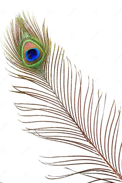 Detail of Peacock Feather Eye Stock Photo - Image of design, animal ...