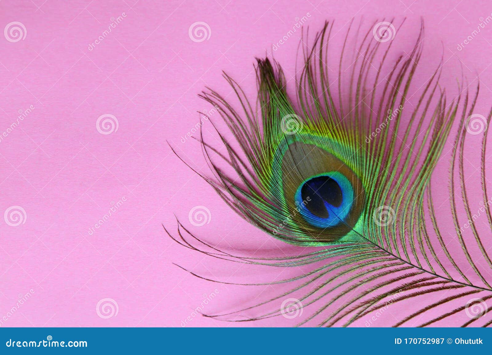 peacock feather illustration  Feather illustration Peacock feather art Feather  wallpaper