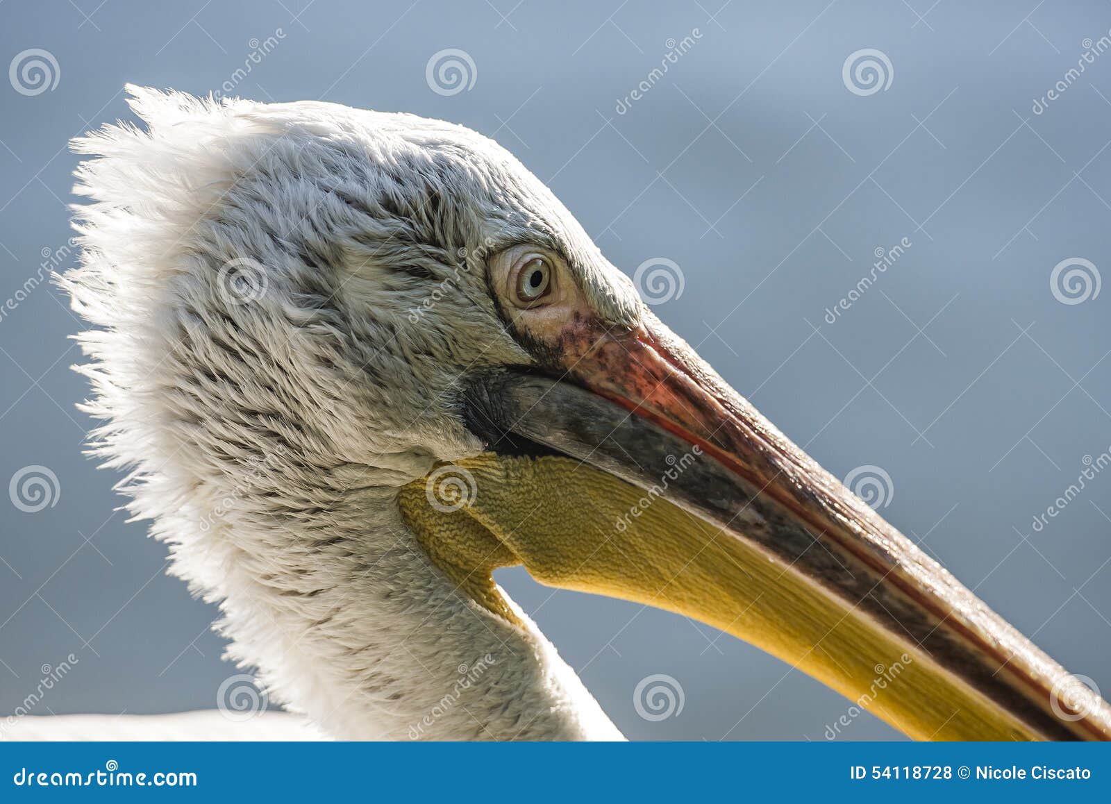 detail of a pelican
