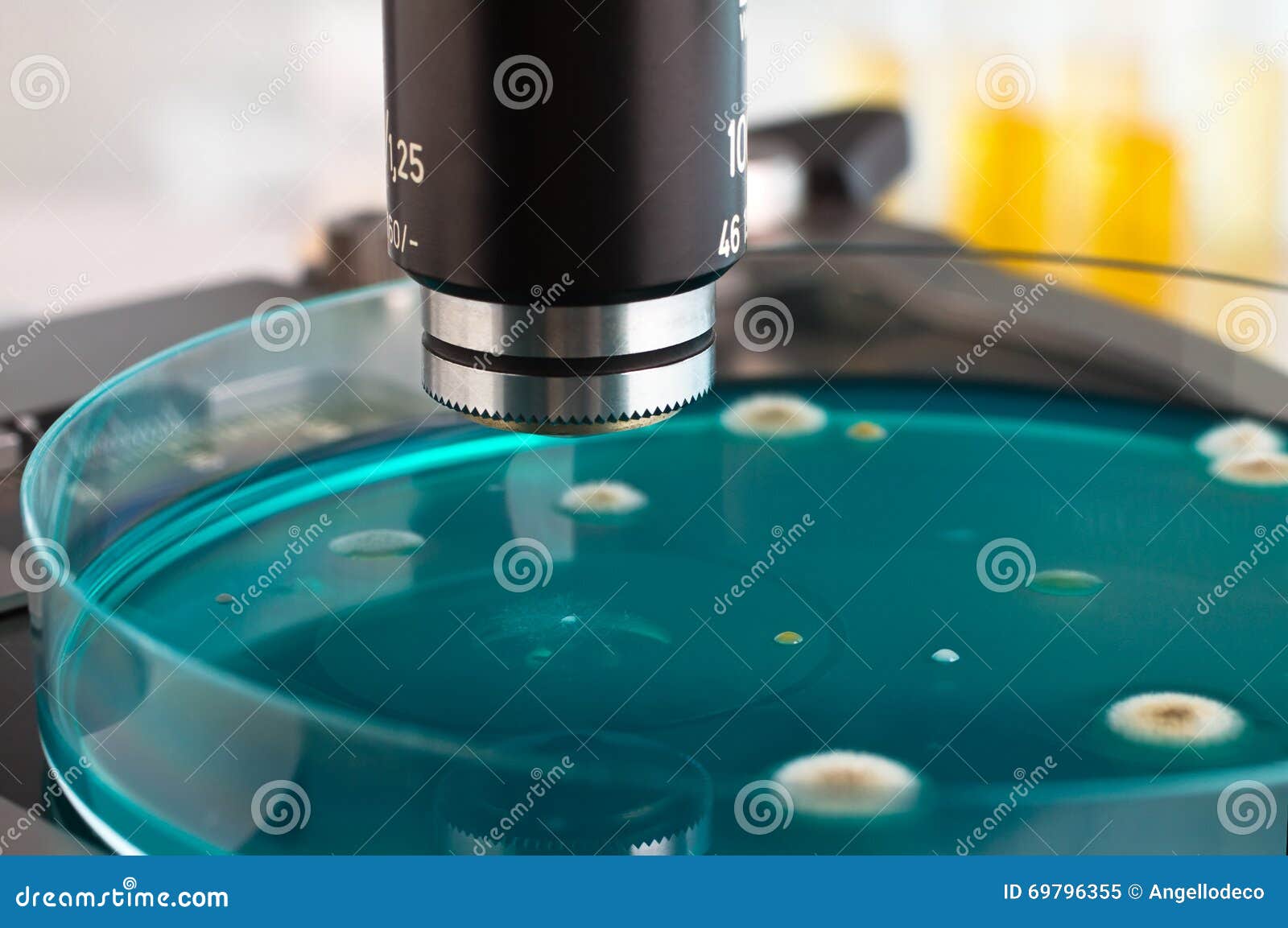 Detail Of Petri Dish In The Laboratory Microscope Stock Image Image