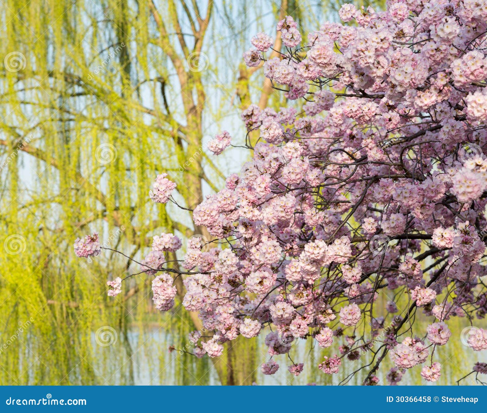 Detail Photo Of Japanese Cherry Blossom Flowers And Willow Tree Stock 